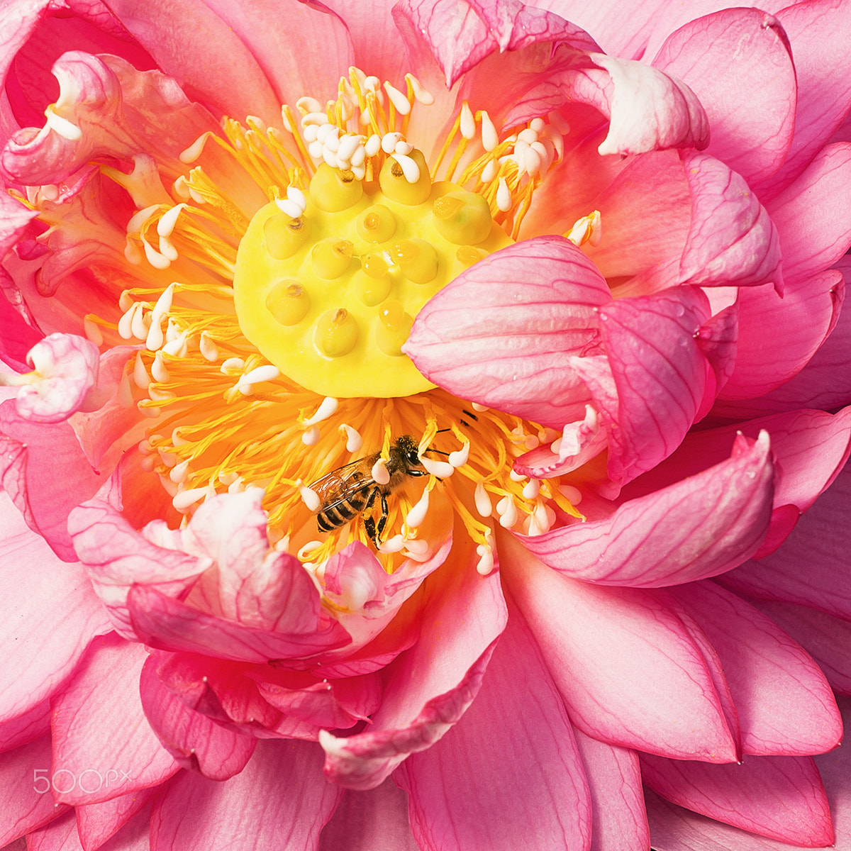 Sony Alpha a99 sample photo. A bee in the lotus photography