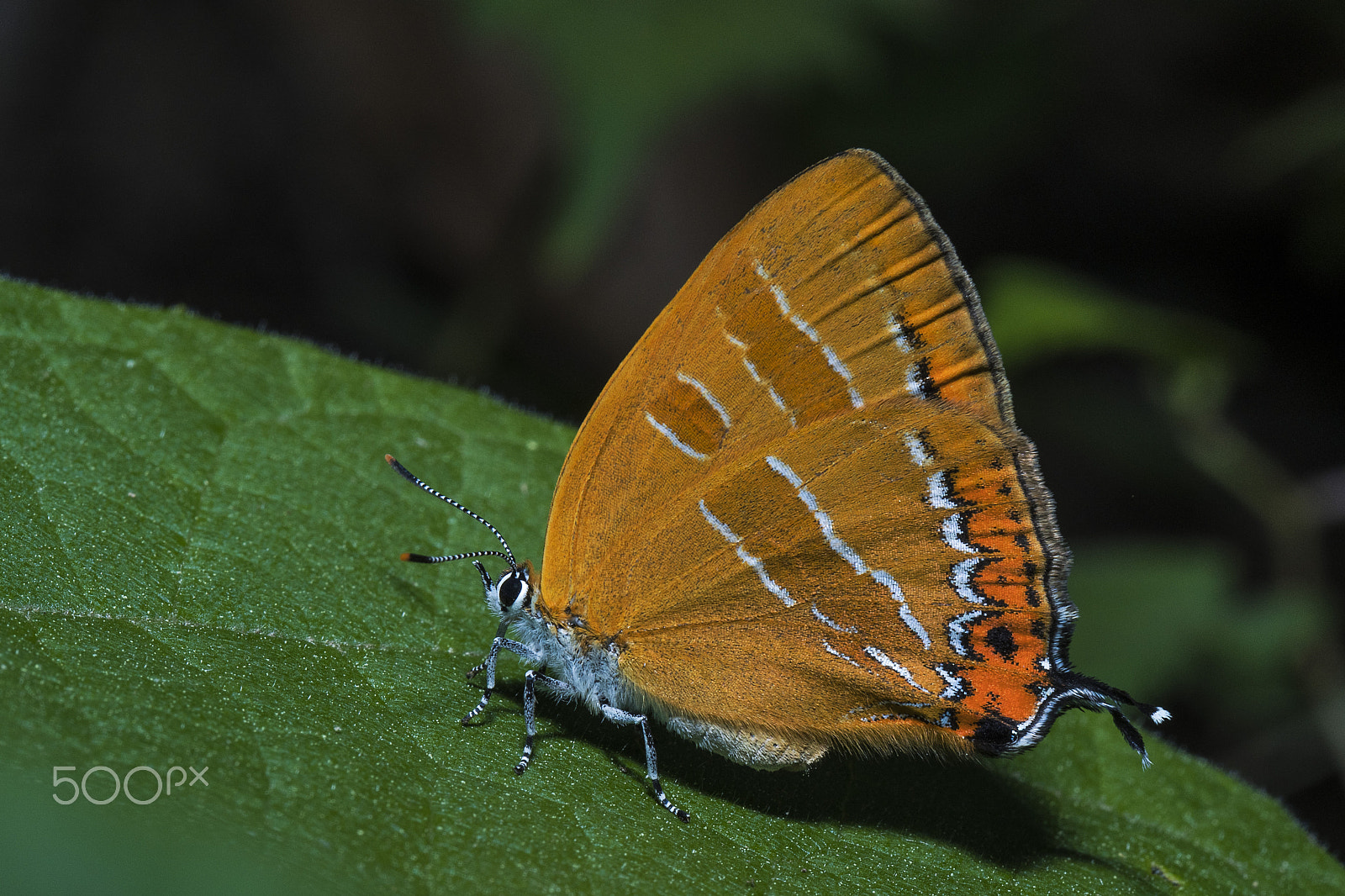 Nikon D500 sample photo. Japonica lutea (butterfly) photography