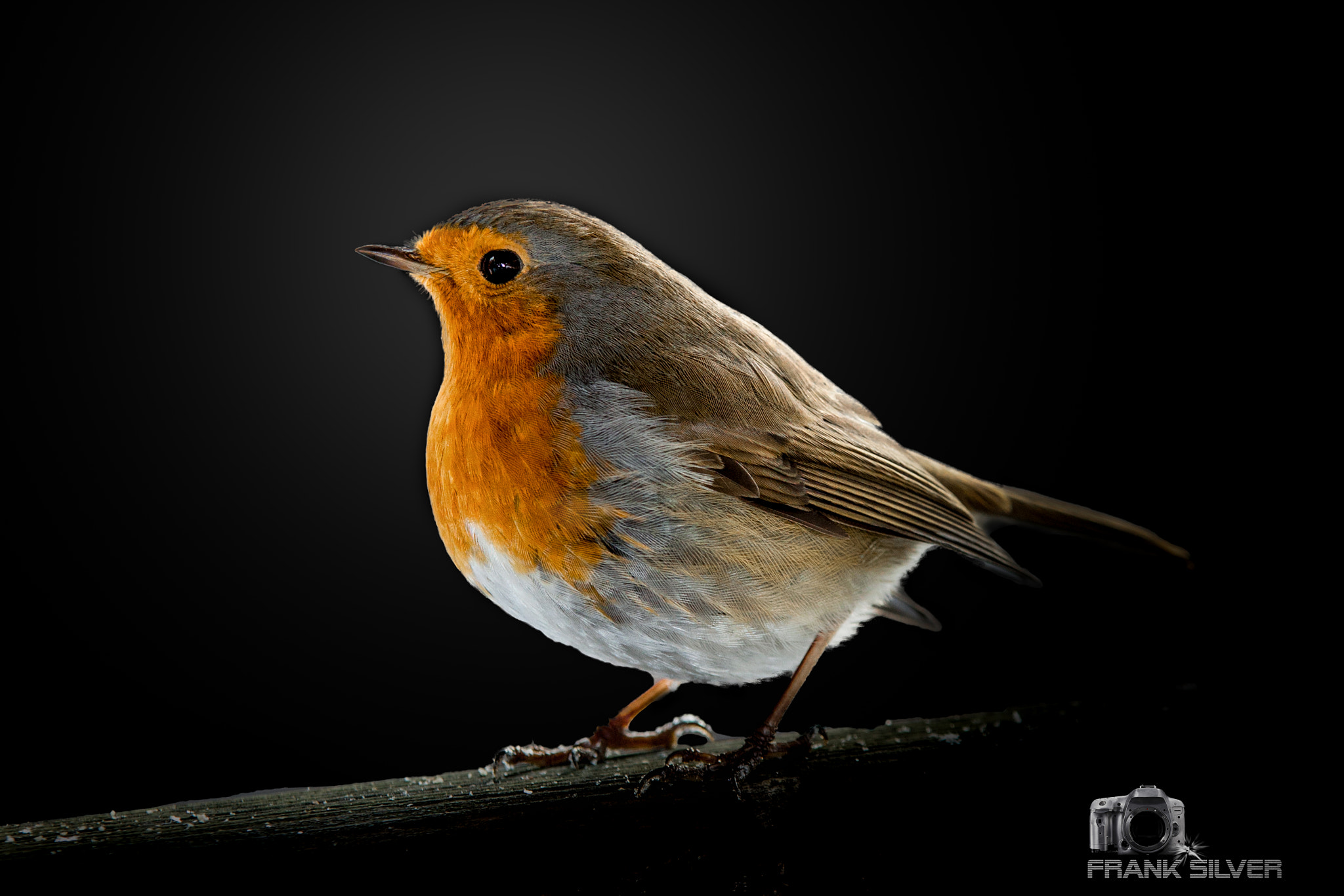 Sigma 70-200mm F2.8 EX DG OS HSM sample photo. Colorful robin photography