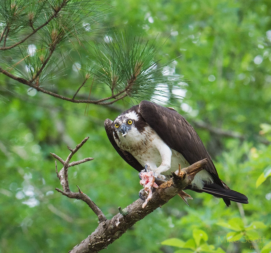 Nikon AF-S Nikkor 300mm F2.8G ED VR II sample photo. Osprey eating photography