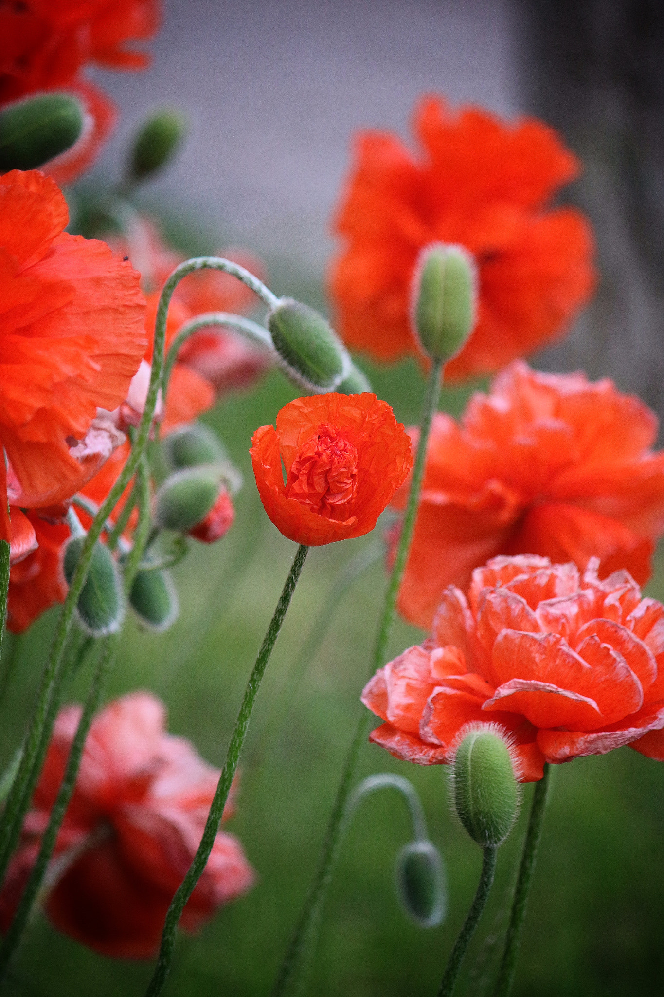 Canon EF-S 55-250mm F4-5.6 IS sample photo. Poppies field photography