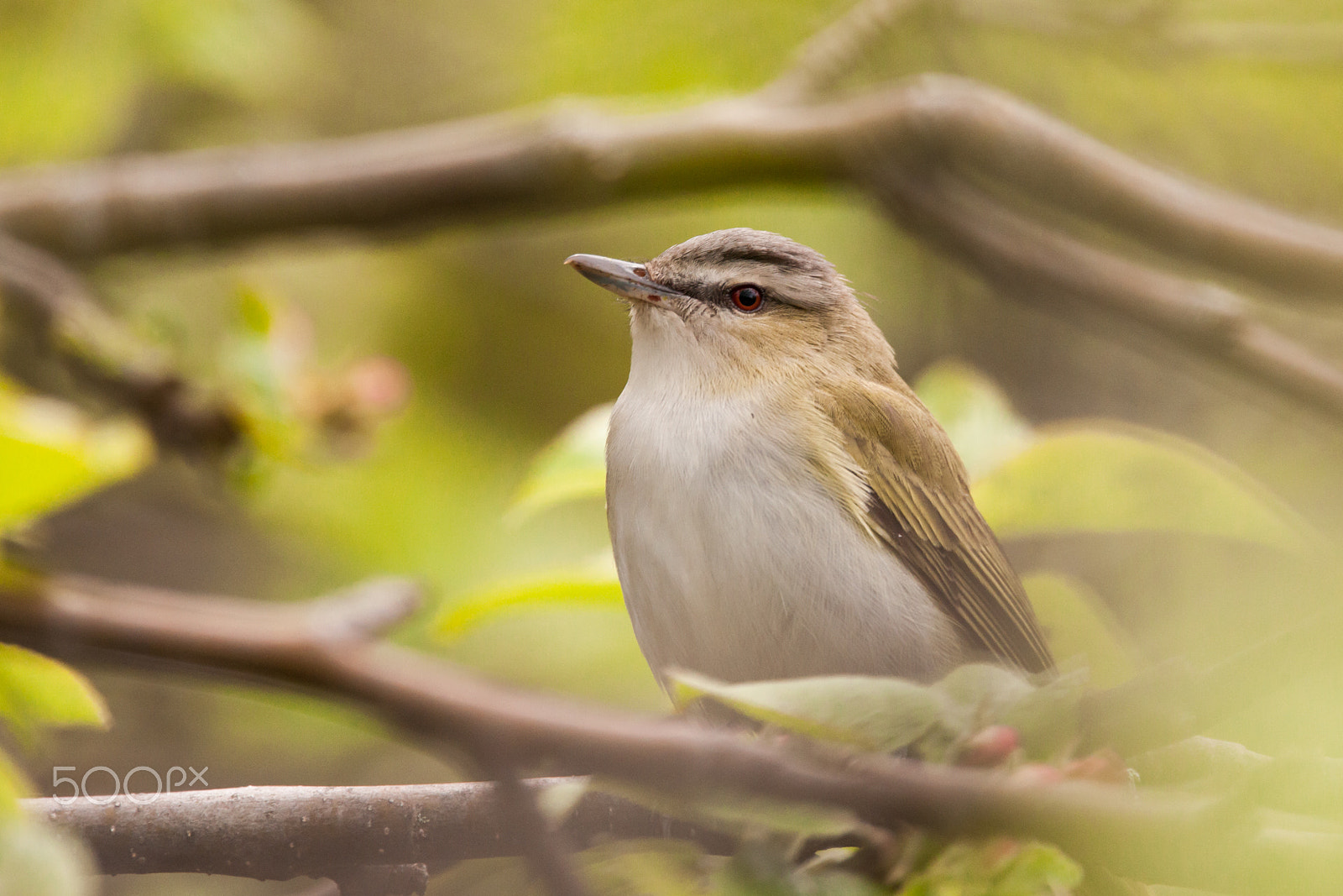 Canon EOS 5D Mark II + Sigma 150-600mm F5-6.3 DG OS HSM | C sample photo. Red-eyed vireo in foliage photography