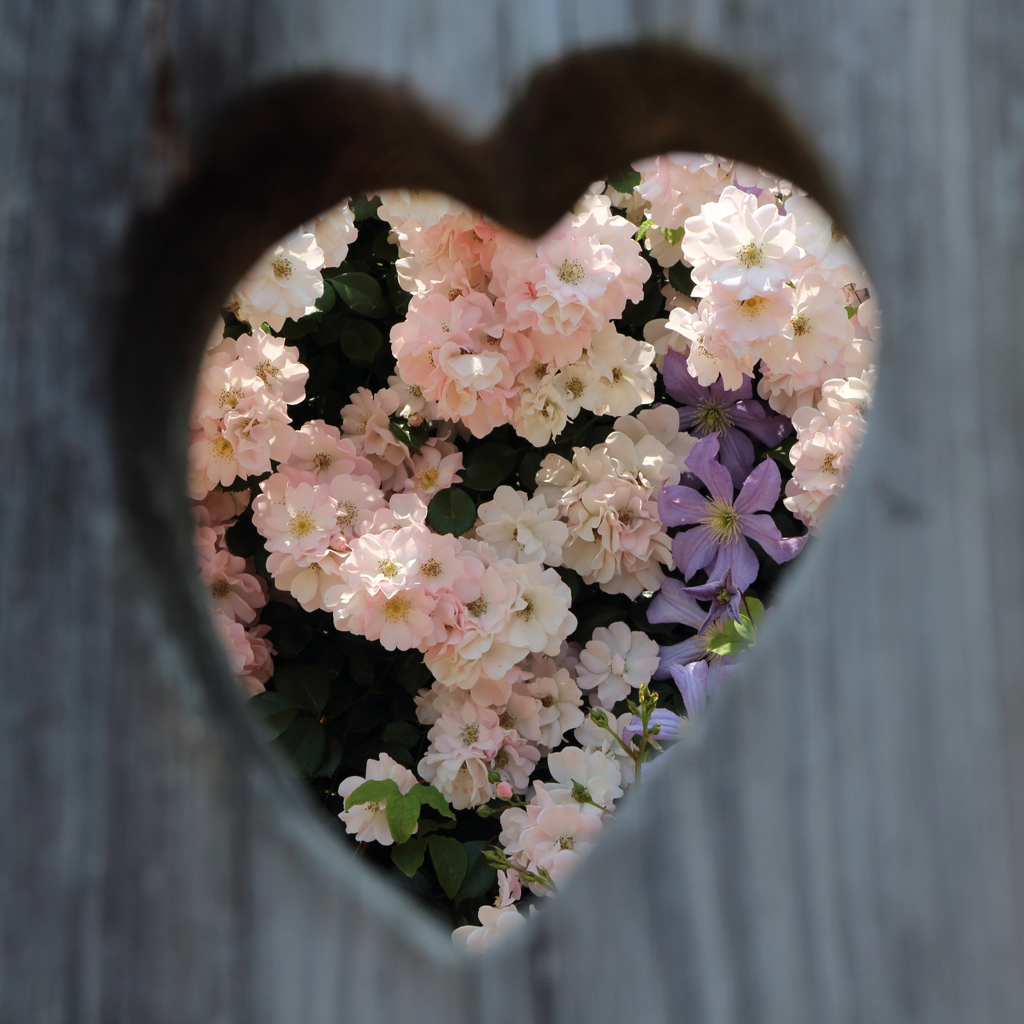 Canon EOS 700D (EOS Rebel T5i / EOS Kiss X7i) sample photo. Heart-shaped rose photography