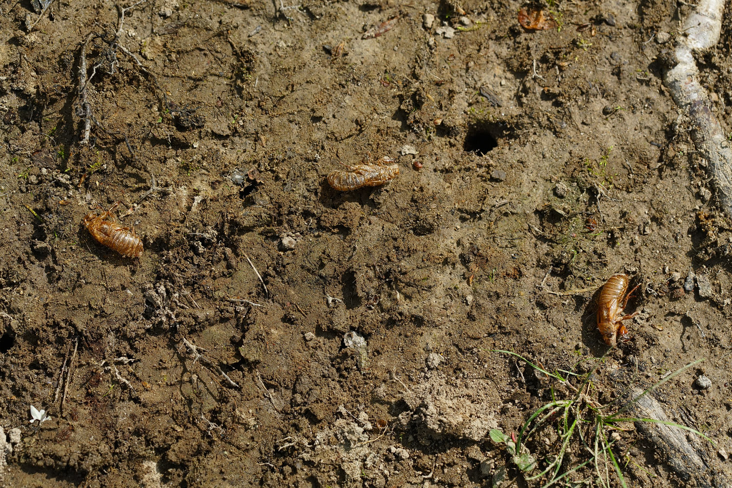 100mm F2.8 SSM sample photo. The cicadas are coming!! photography