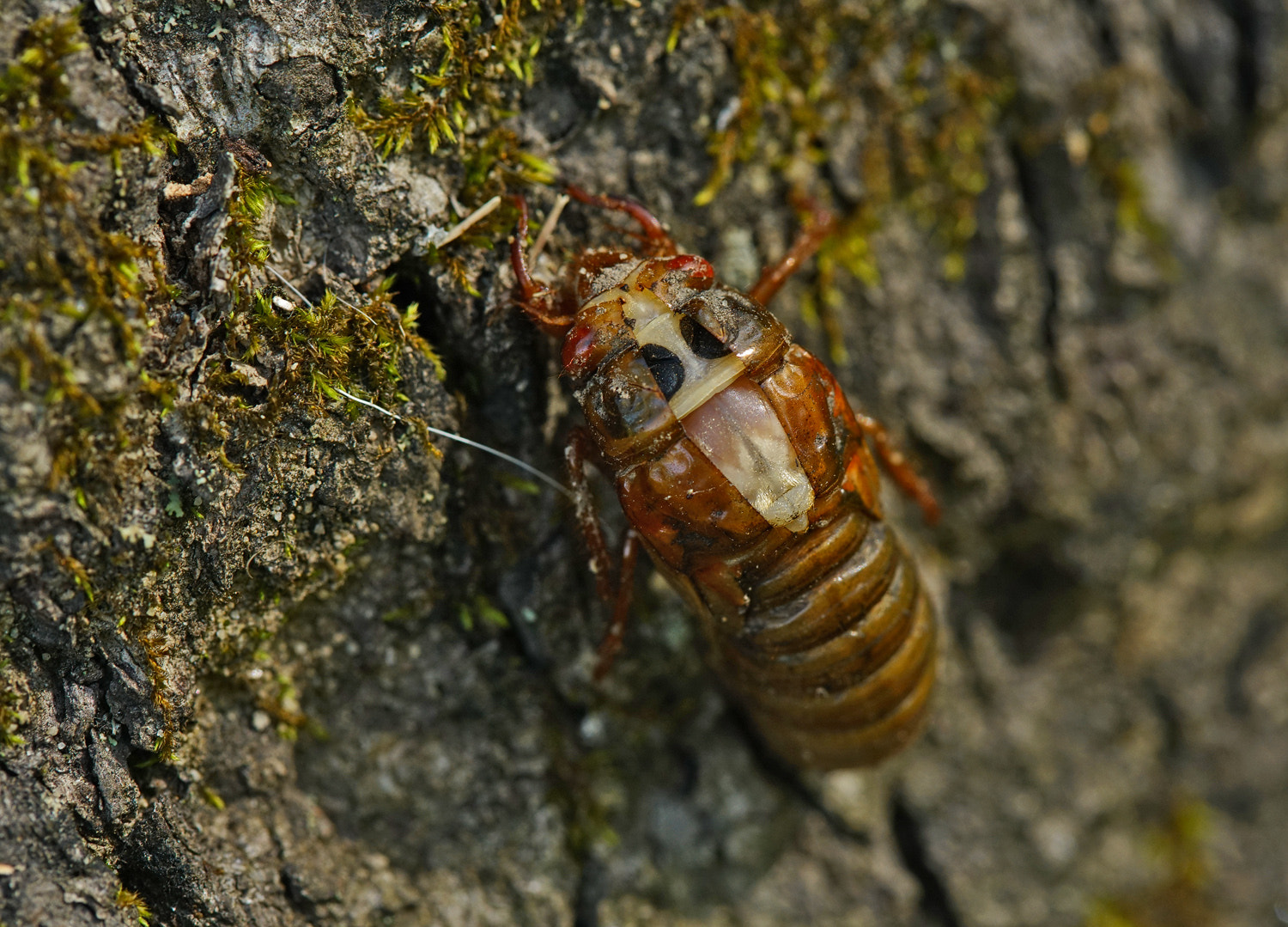 100mm F2.8 SSM sample photo. Cicada- still captured. photography