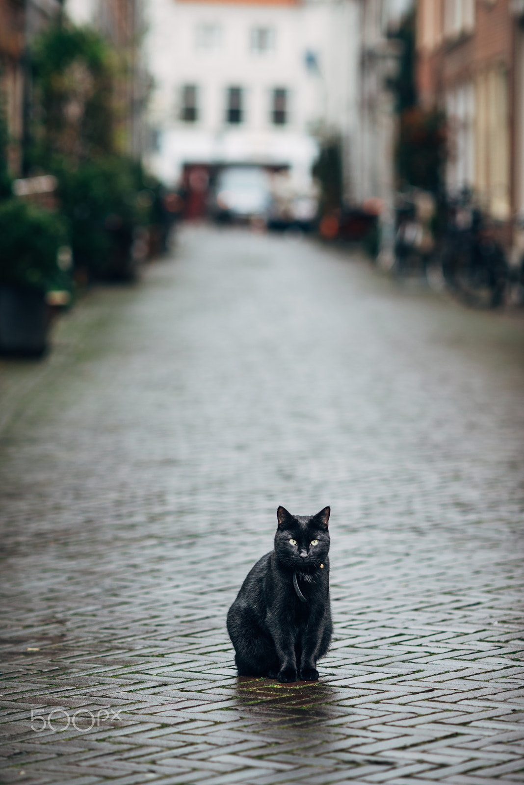 Nikon D600 + AF DC-Nikkor 135mm f/2 sample photo. Purr purrr photography