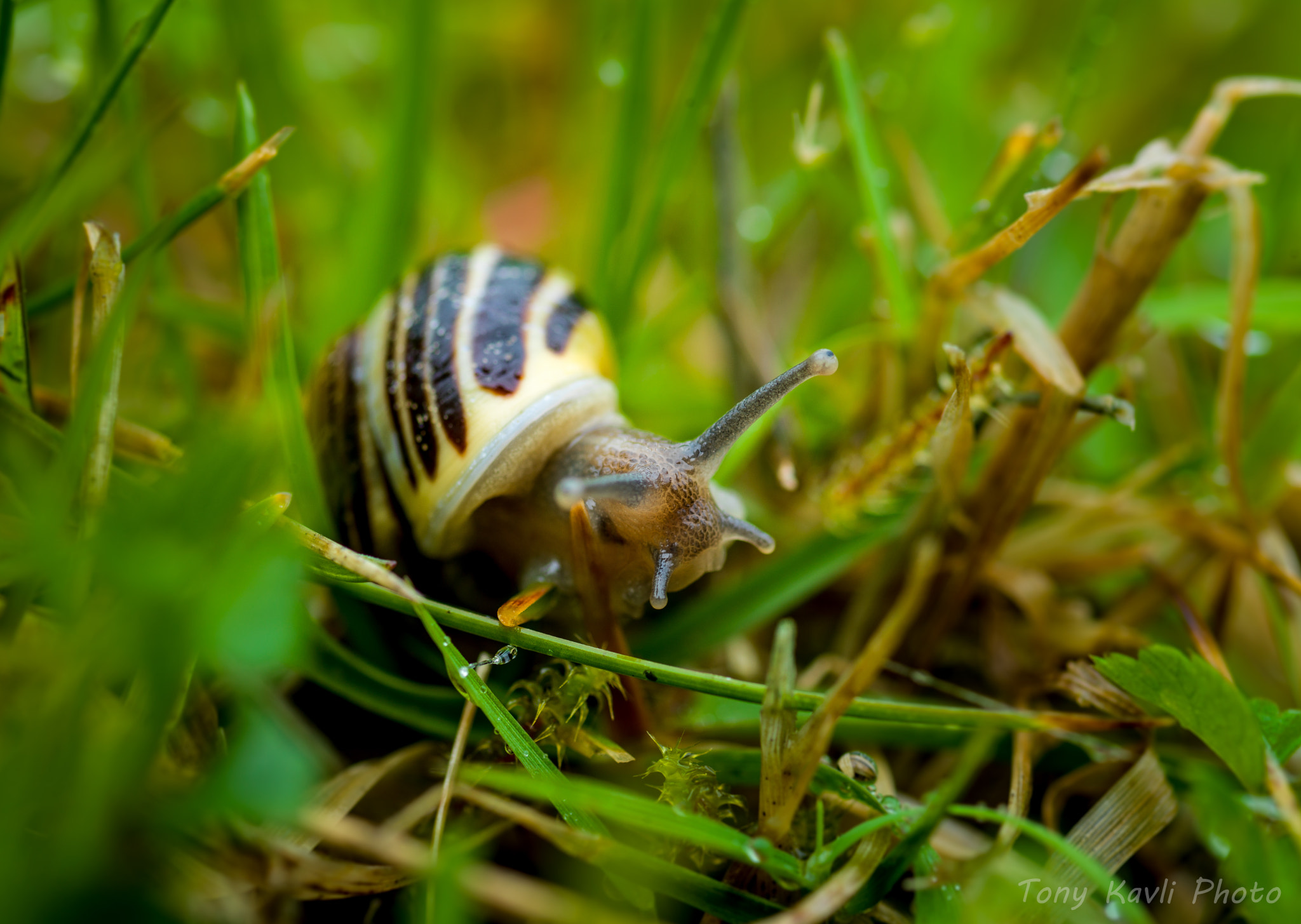 HC 120 sample photo. The snail in the grass photography
