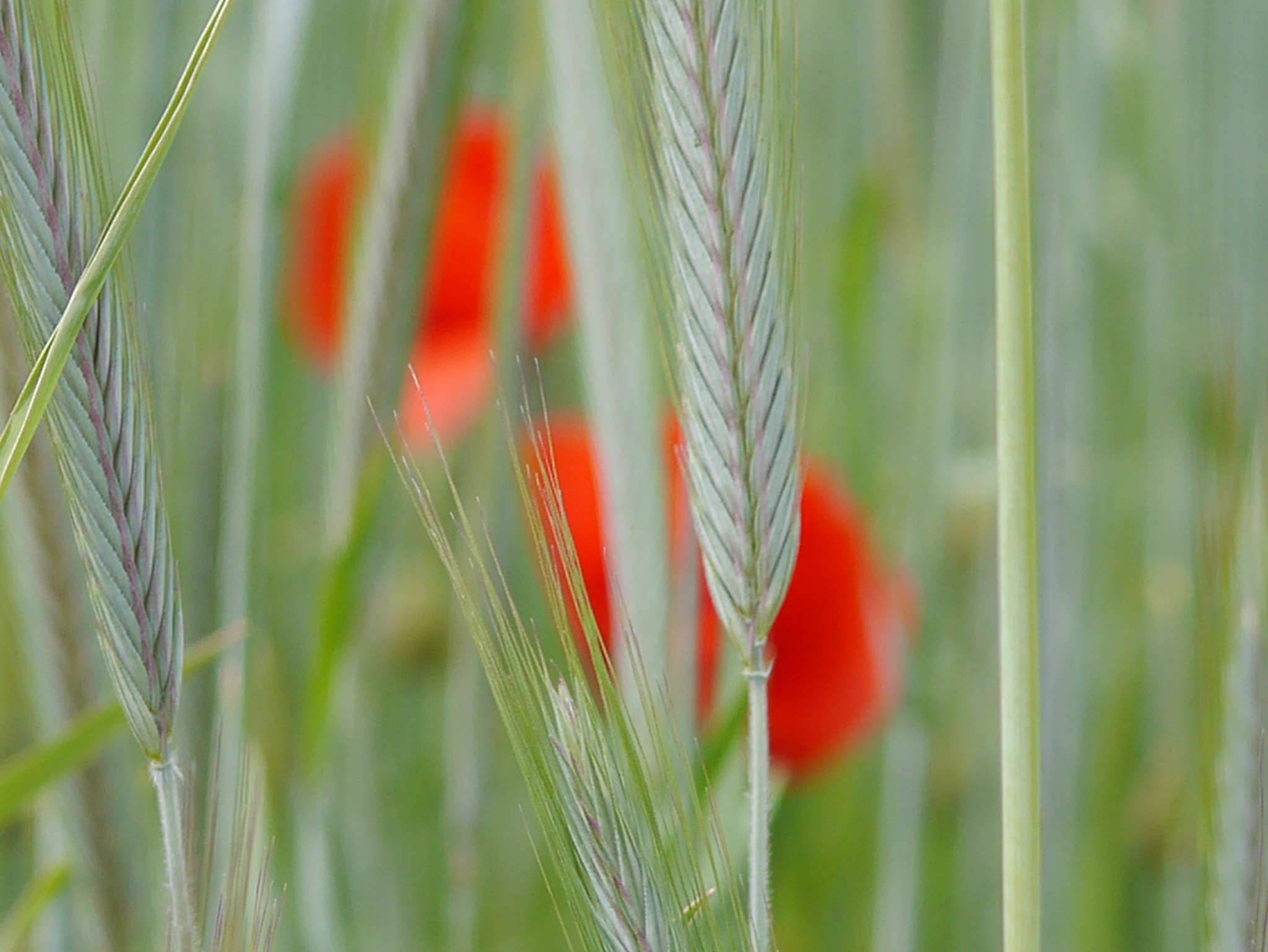 Panasonic Lumix G Macro 30mm F2.8 ASPH Mega OIS sample photo. Entre deux... photography