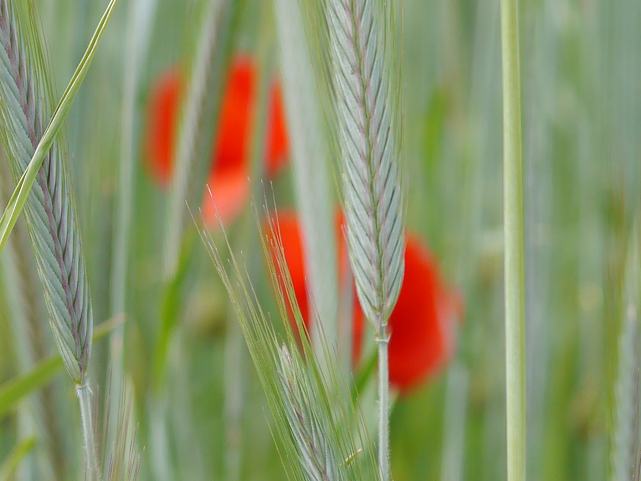 Panasonic Lumix DMC-GX1 + Panasonic Lumix G Macro 30mm F2.8 ASPH Mega OIS sample photo. Entre deux... photography