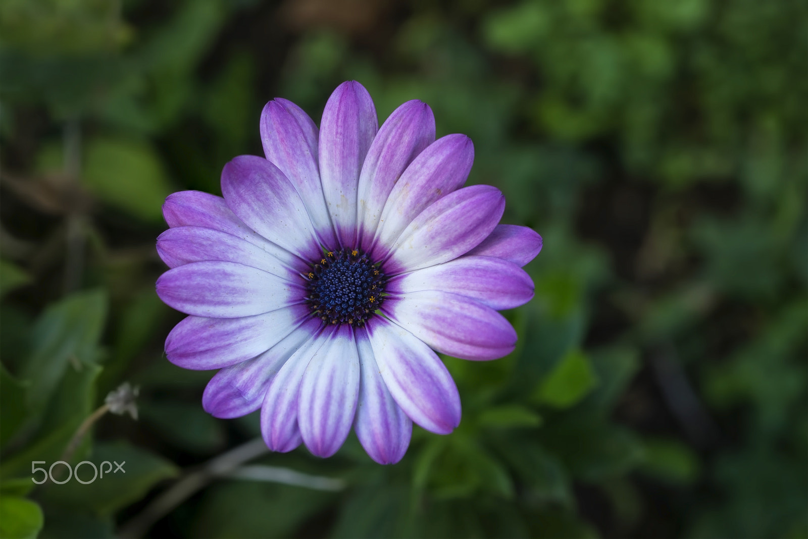 Nikon D800E + AF Micro-Nikkor 55mm f/2.8 sample photo. Bodrum papatyası (african daisy) osteospermum photography