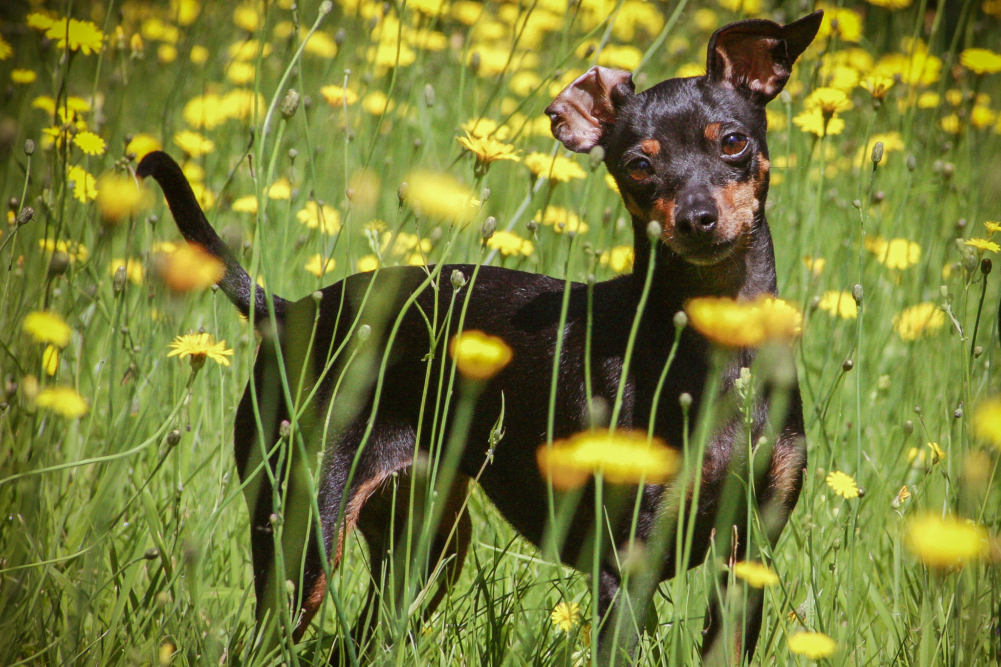 Canon EOS 1000D (EOS Digital Rebel XS / EOS Kiss F) sample photo. Sonnenpinscher photography