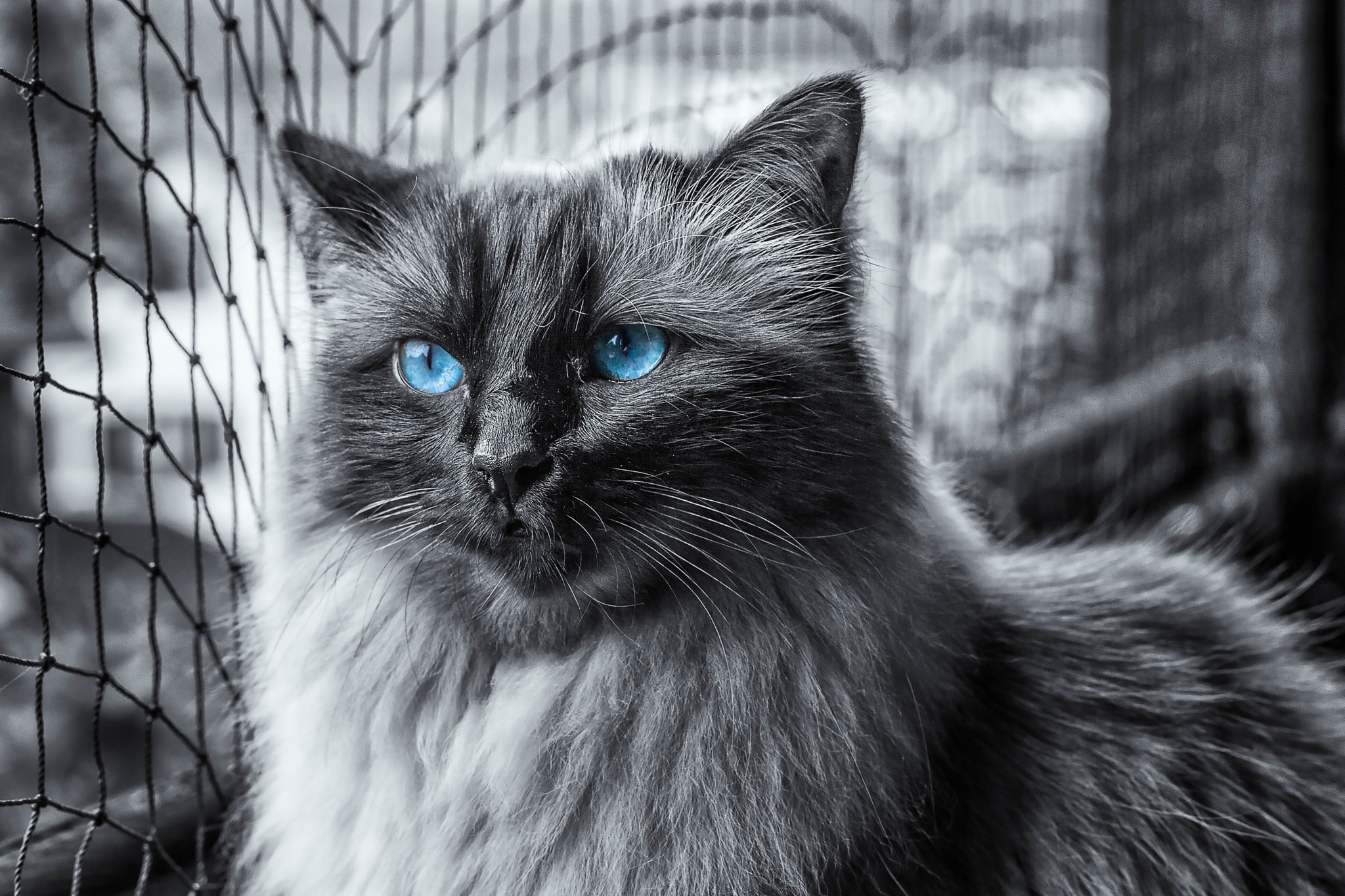 Nikon D3X + Nikon AF-S Nikkor 58mm F1.4G sample photo. Princess tiffany blue eye of the dawn photography