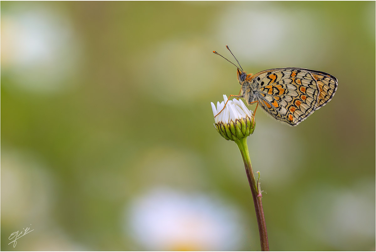 Sigma 150mm F2.8 EX DG OS Macro HSM sample photo. Melitaea photography