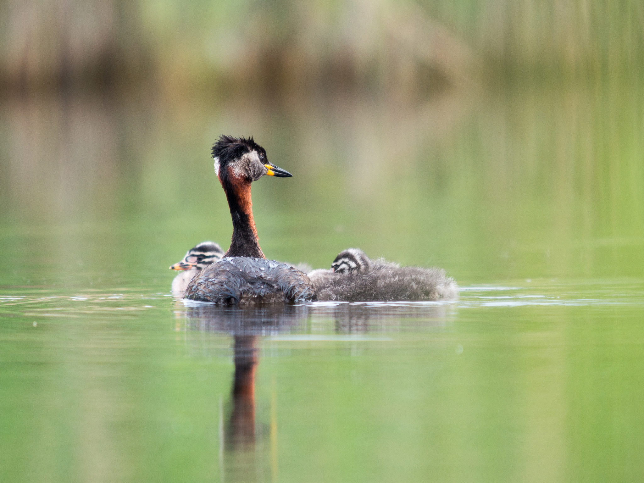 Olympus OM-D E-M1 + OLYMPUS 300mm Lens sample photo. Red-necked grebes photography