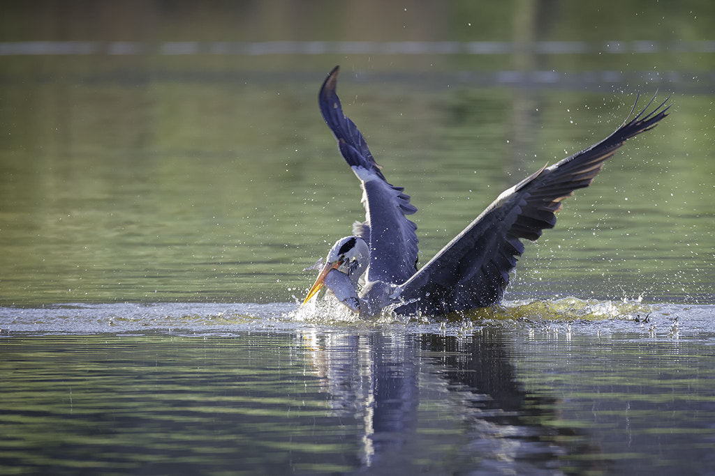 150-600mm F5-6.3 DG OS HSM | Sports 014 sample photo. Reiger met vangst photography