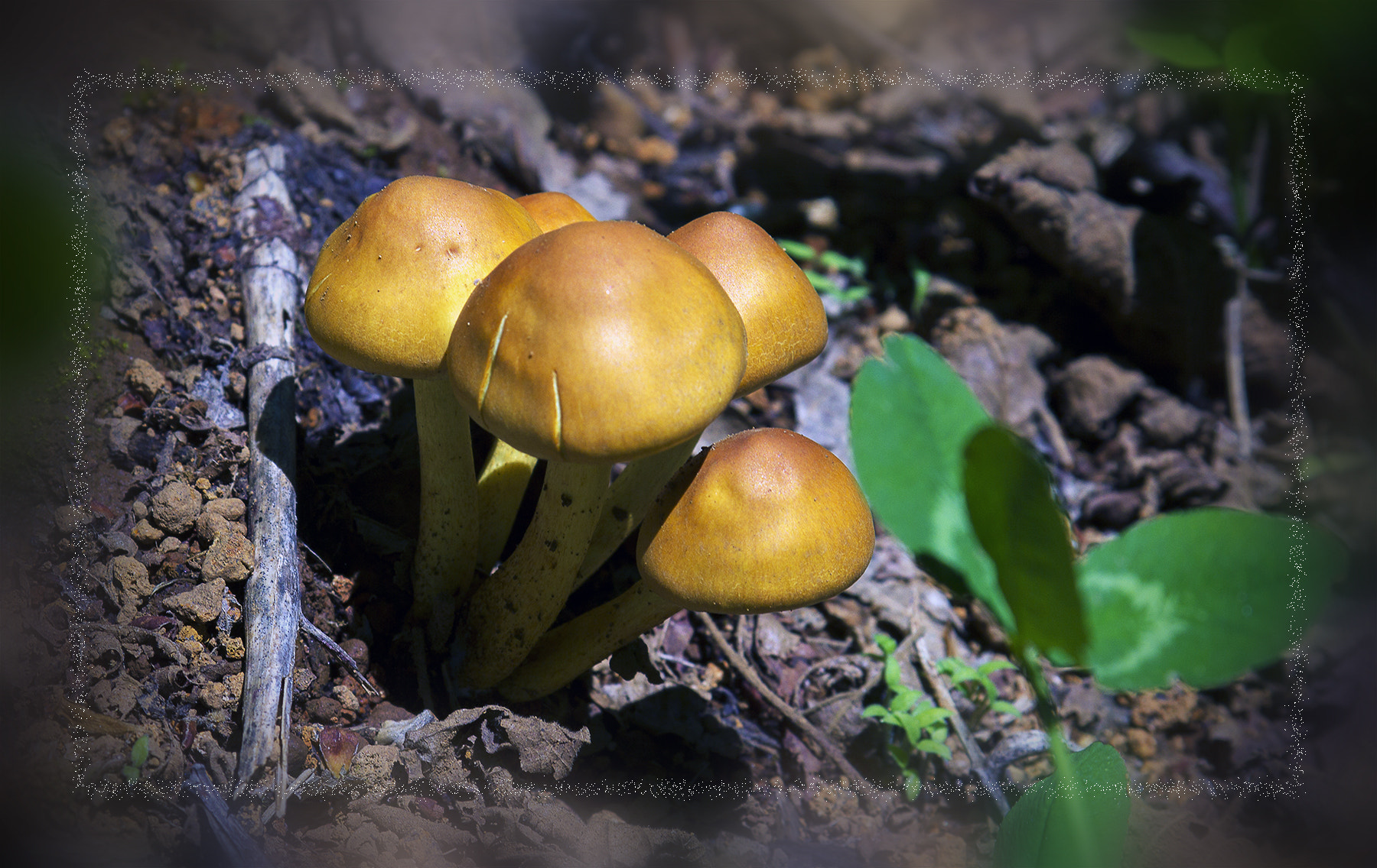 Canon EF 28-105mm f/3.5-4.5 USM sample photo. Funghi photography