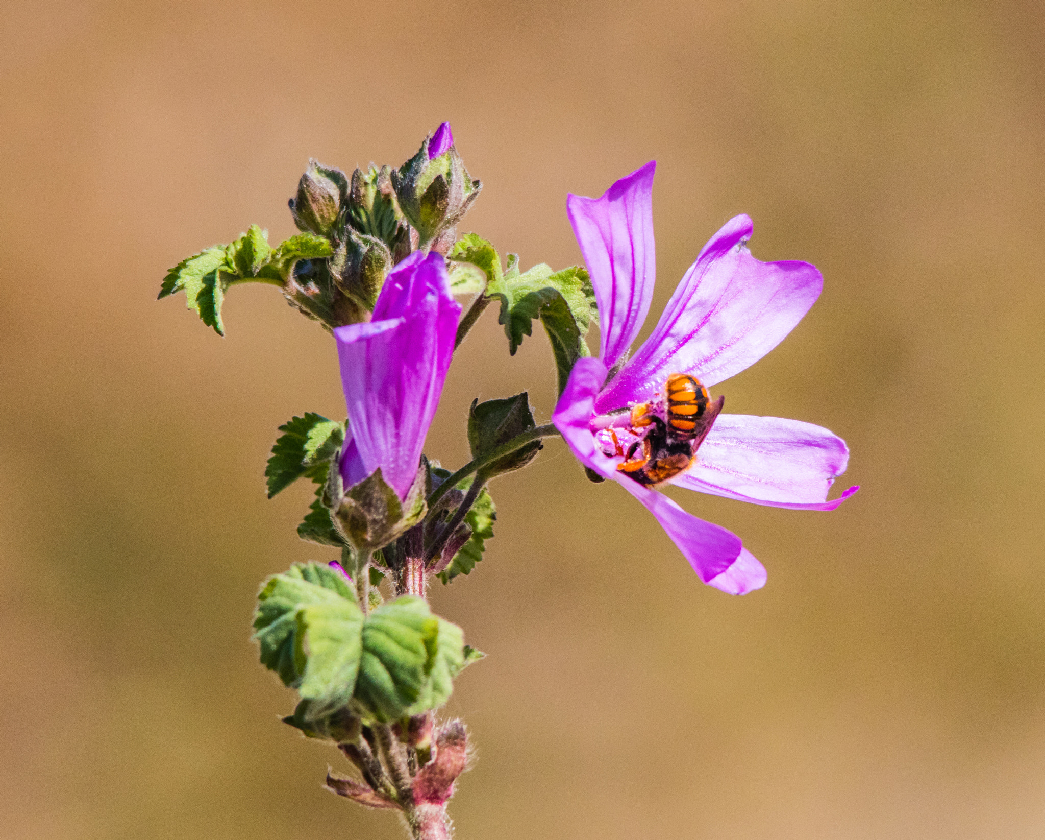 Sigma 150-500mm F5-6.3 DG OS HSM sample photo. 21052016-img_0052.jpg photography