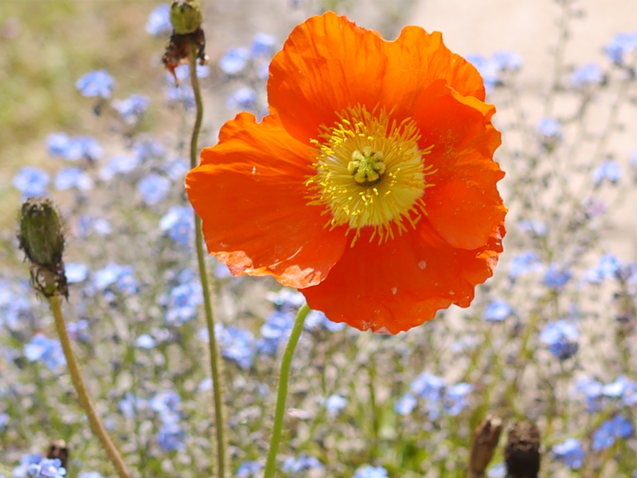 Panasonic Lumix DMC-GX1 + Panasonic Lumix G Macro 30mm F2.8 ASPH Mega OIS sample photo. Gentil coquelicot photography