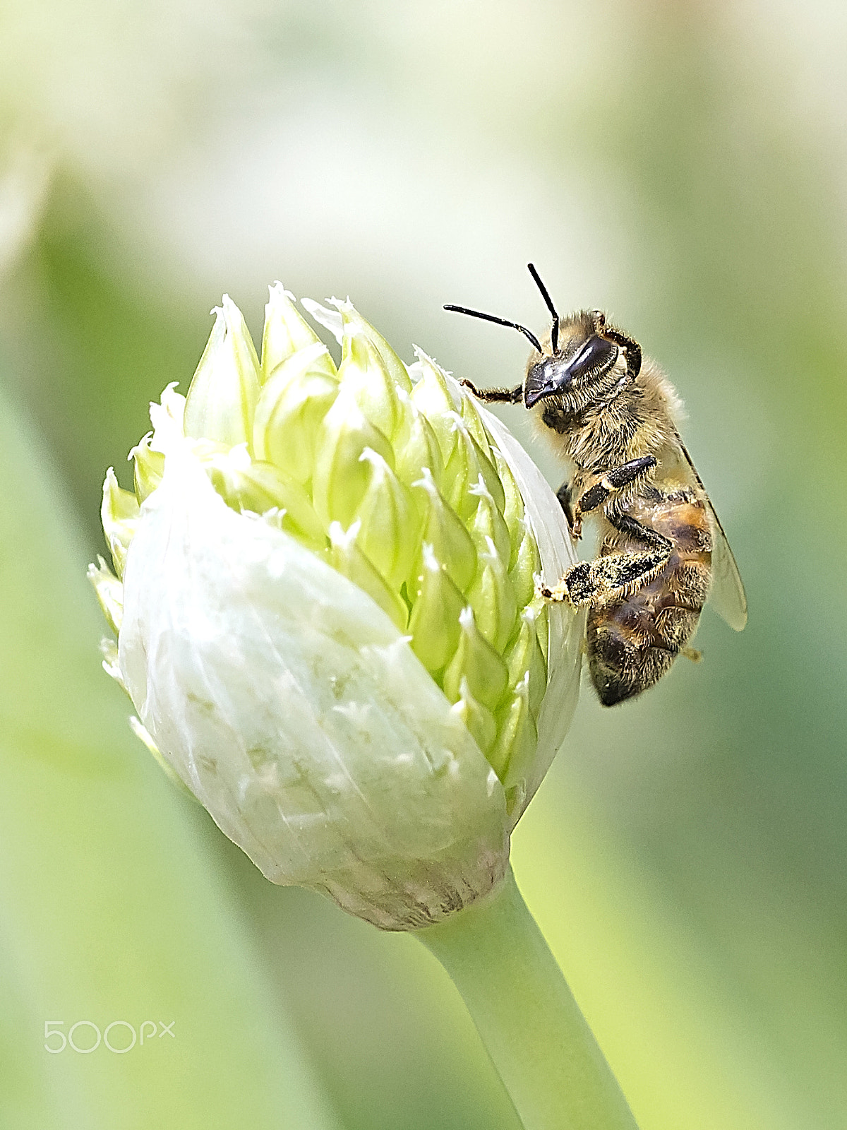 Canon EOS 600D (Rebel EOS T3i / EOS Kiss X5) + Tamron SP AF 90mm F2.8 Di Macro sample photo. Honeybee over the leek flora photography