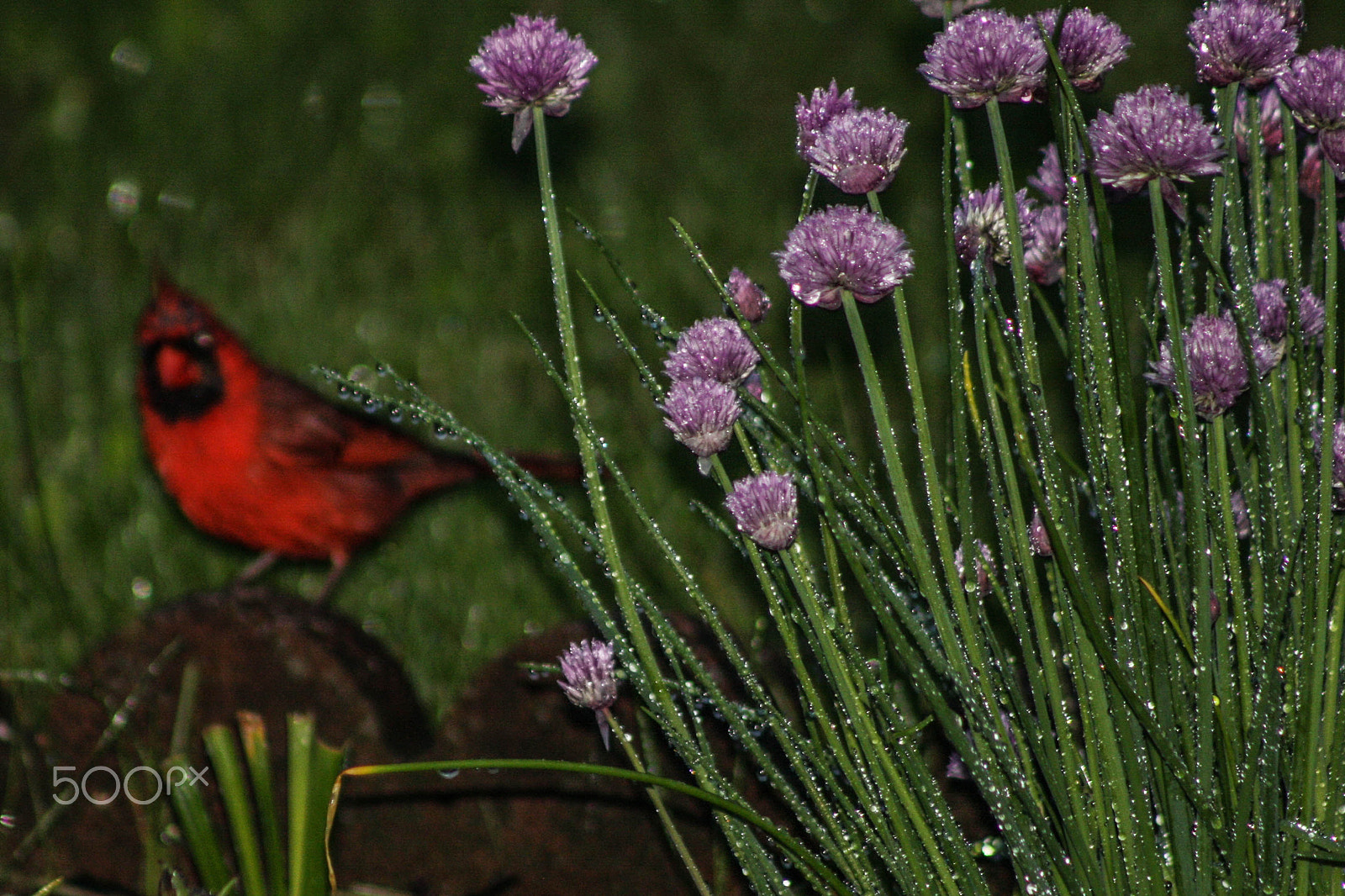 Canon EOS 40D + EF75-300mm f/4-5.6 sample photo. Cardinal and chives in the rain photography