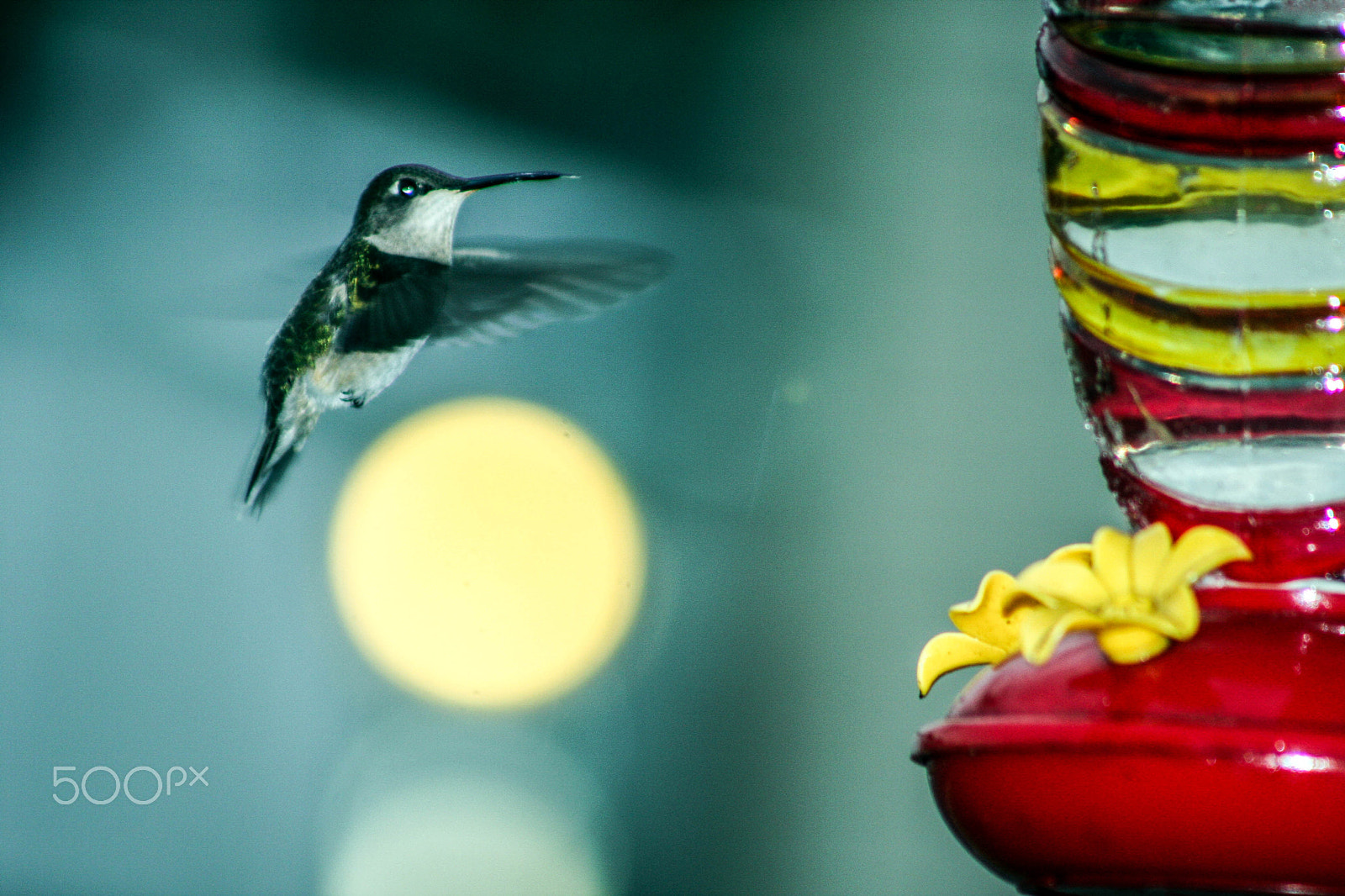 Canon EOS 40D + EF75-300mm f/4-5.6 sample photo. Hummingbird photography