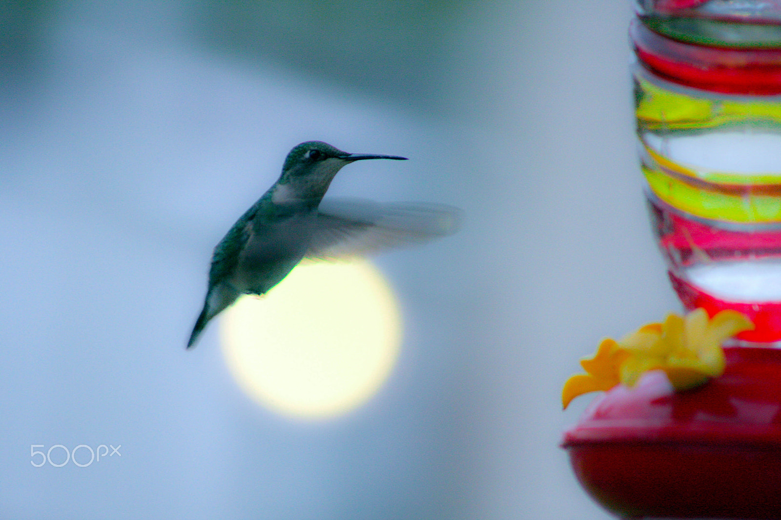 Canon EOS 40D + EF75-300mm f/4-5.6 sample photo. Hummingbird photography