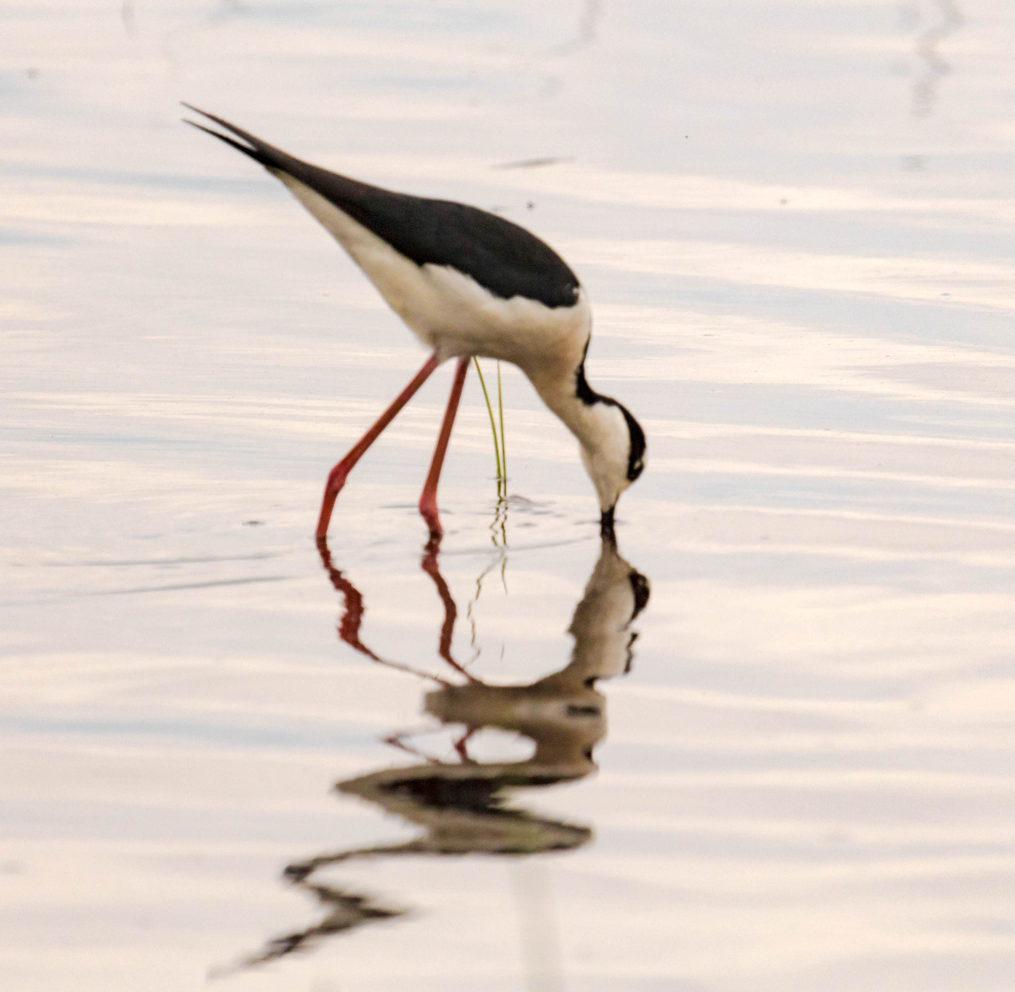 Canon EOS 750D (EOS Rebel T6i / EOS Kiss X8i) + Canon EF 100-400mm F4.5-5.6L IS USM sample photo. Black-necked stilt photography