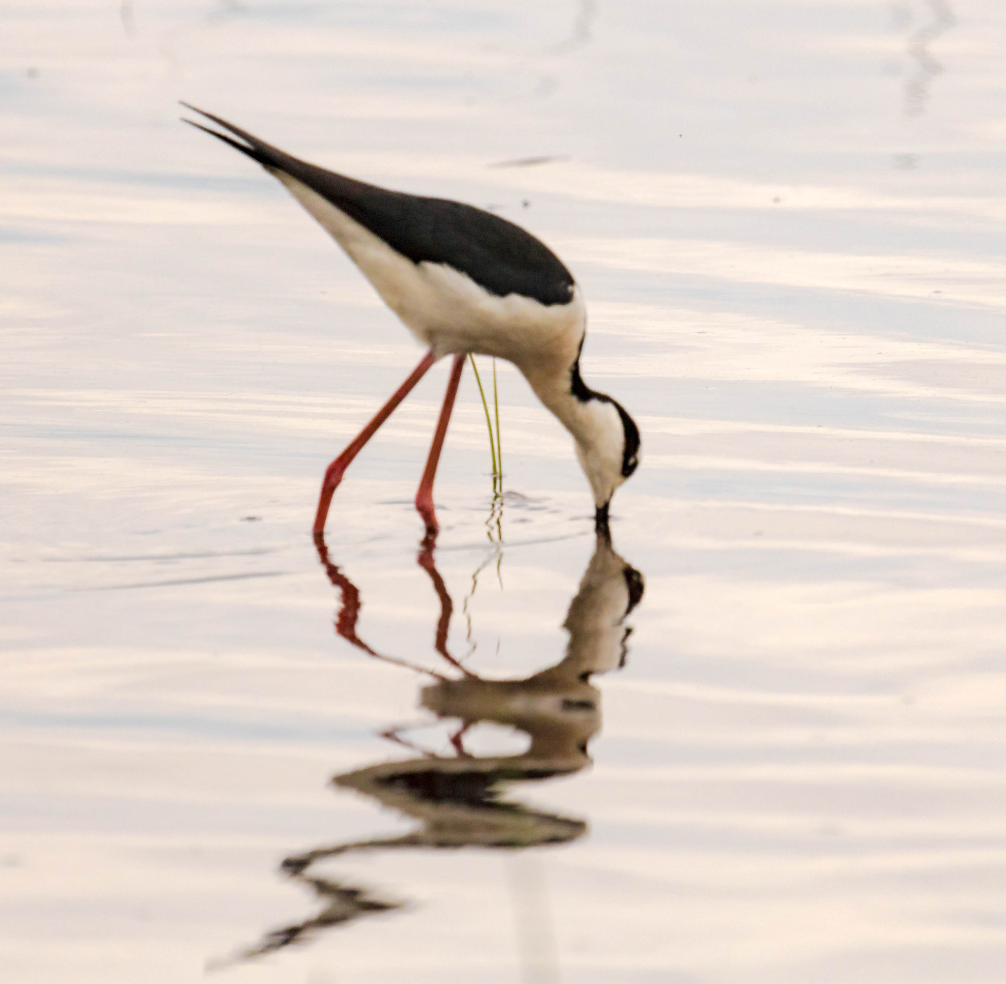 Canon EF 100-400mm F4.5-5.6L IS USM sample photo. Black-necked stilt photography