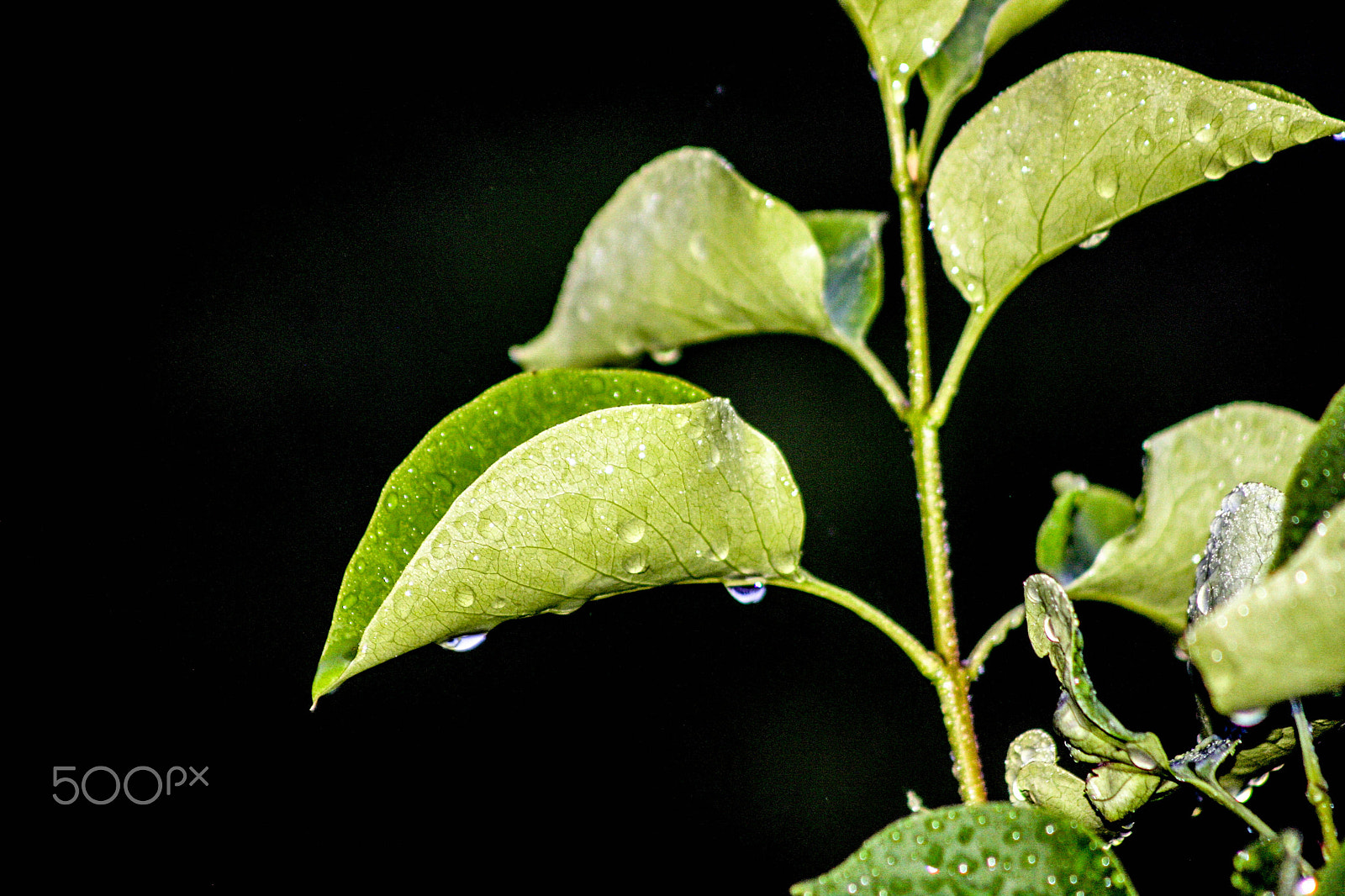 Canon EOS 40D + EF75-300mm f/4-5.6 sample photo. Rainy morning photography