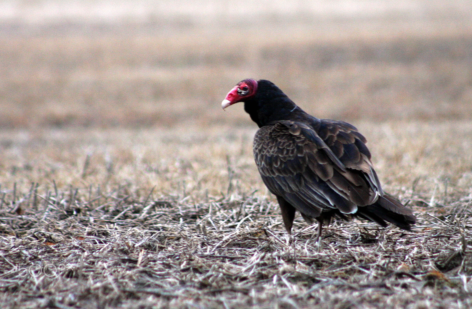 Canon EOS 40D + EF75-300mm f/4-5.6 sample photo. Vulture photography