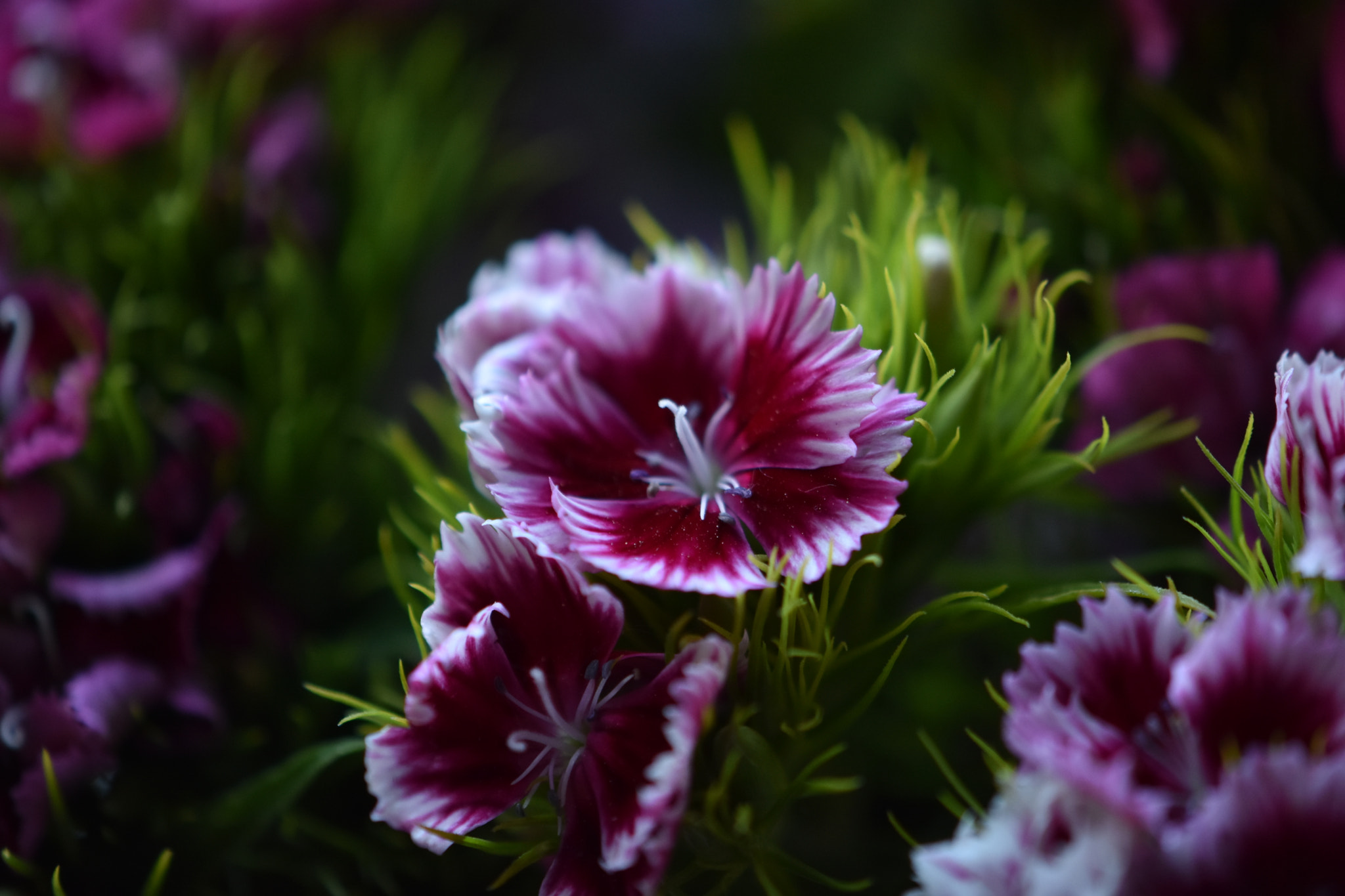 Nikon AF-S DX Micro-Nikkor 85mm F3.5G ED VR sample photo. Flower inside our hearts photography