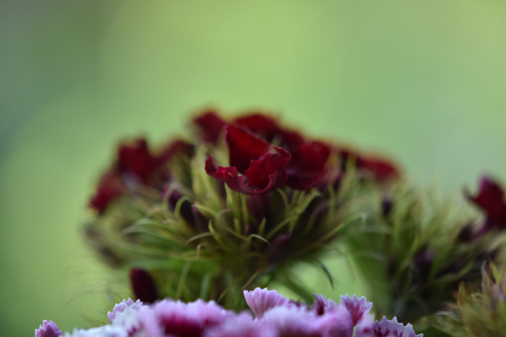 Nikon AF-S DX Micro-Nikkor 85mm F3.5G ED VR sample photo. Flower inside our hearts photography