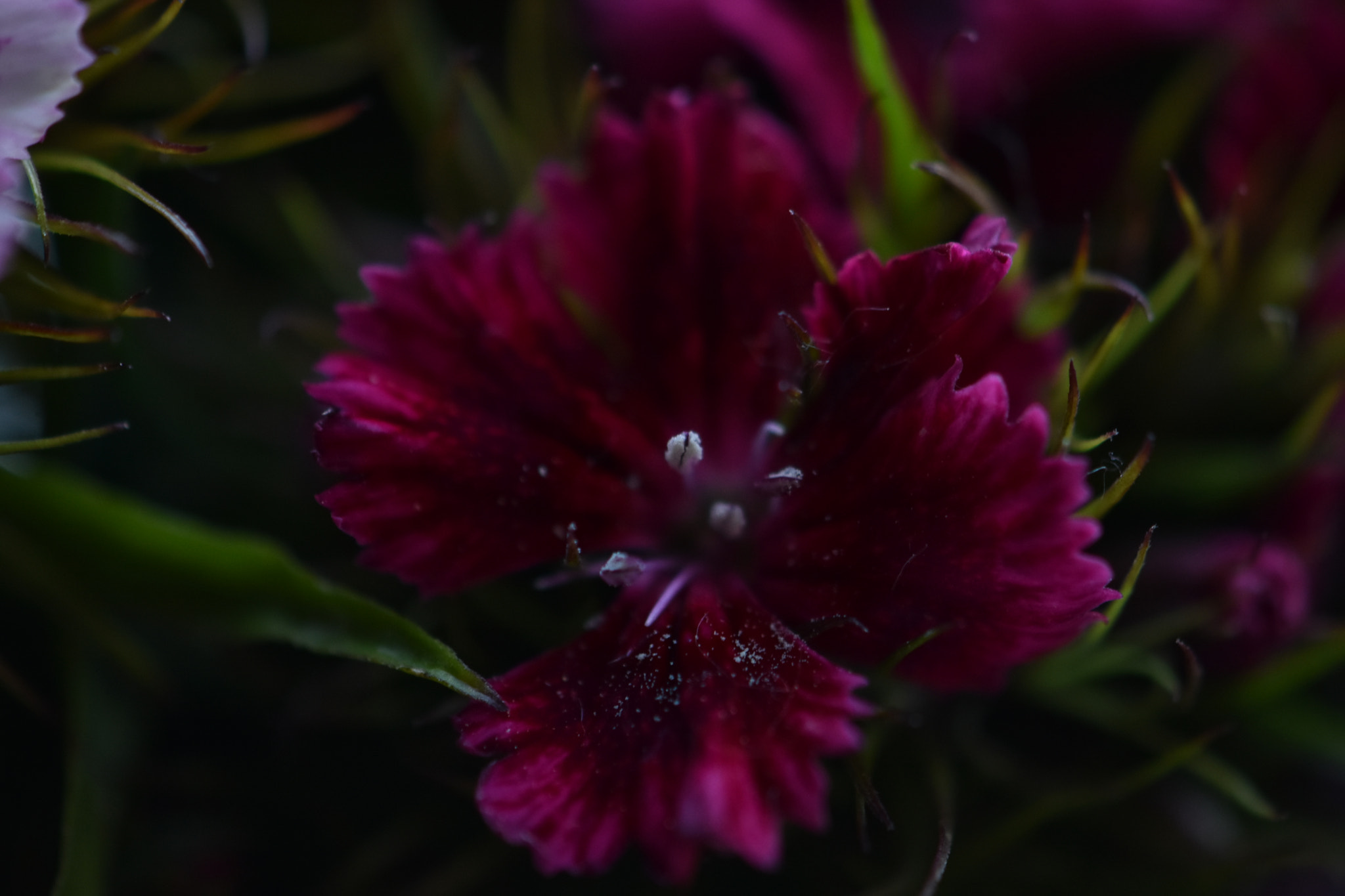 Nikon AF-S DX Micro-Nikkor 85mm F3.5G ED VR sample photo. Flower inside our hearts photography