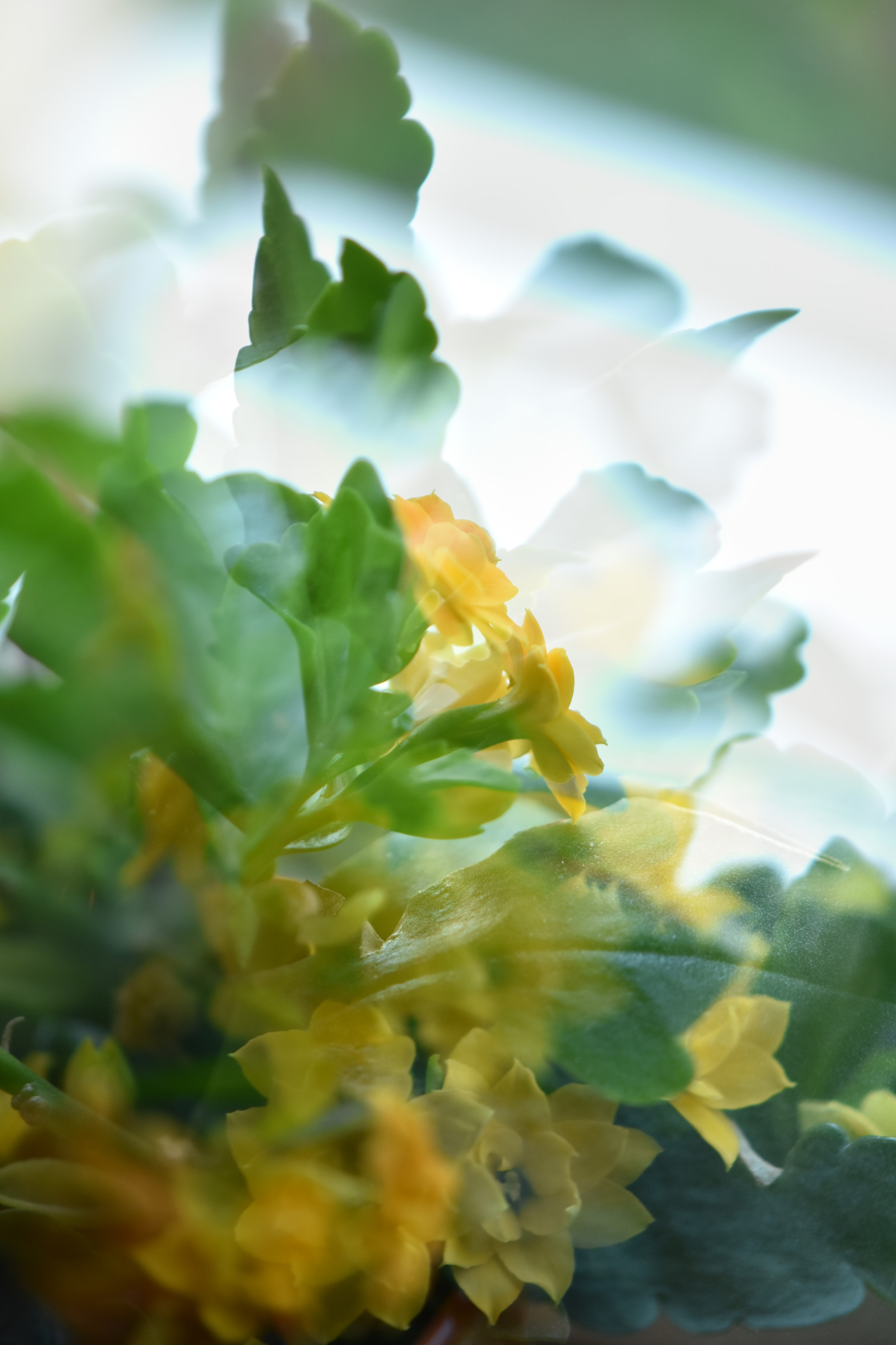 Nikon AF-S DX Micro-Nikkor 85mm F3.5G ED VR sample photo. Flower inside our hearts photography