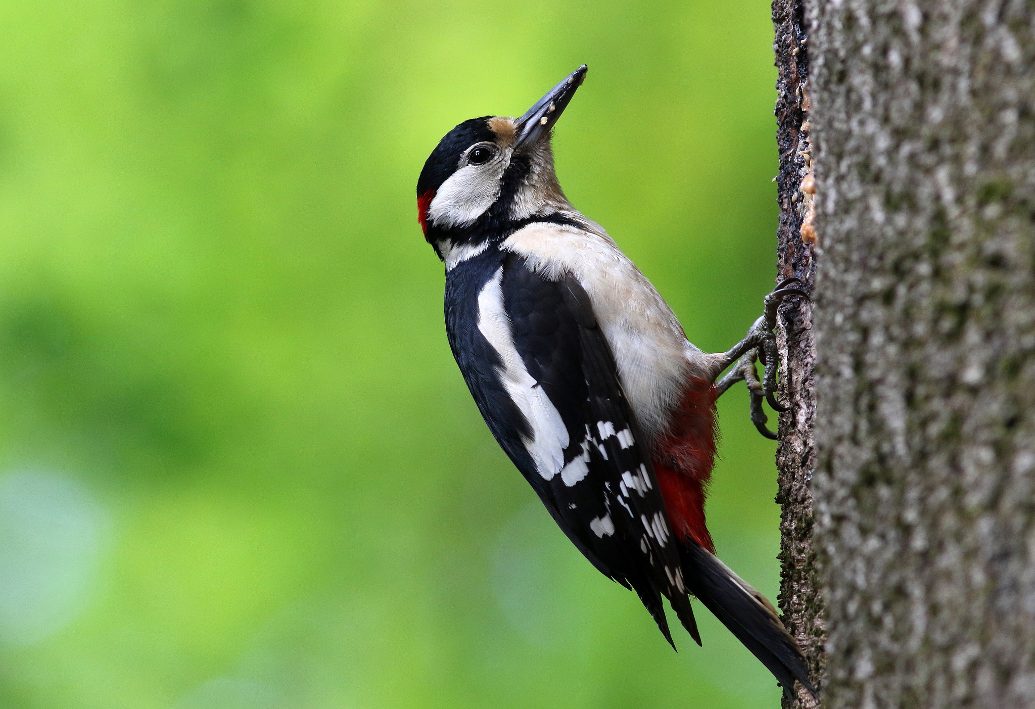 Canon EF 300mm F4L IS USM sample photo. Great spotted woodpecker photography