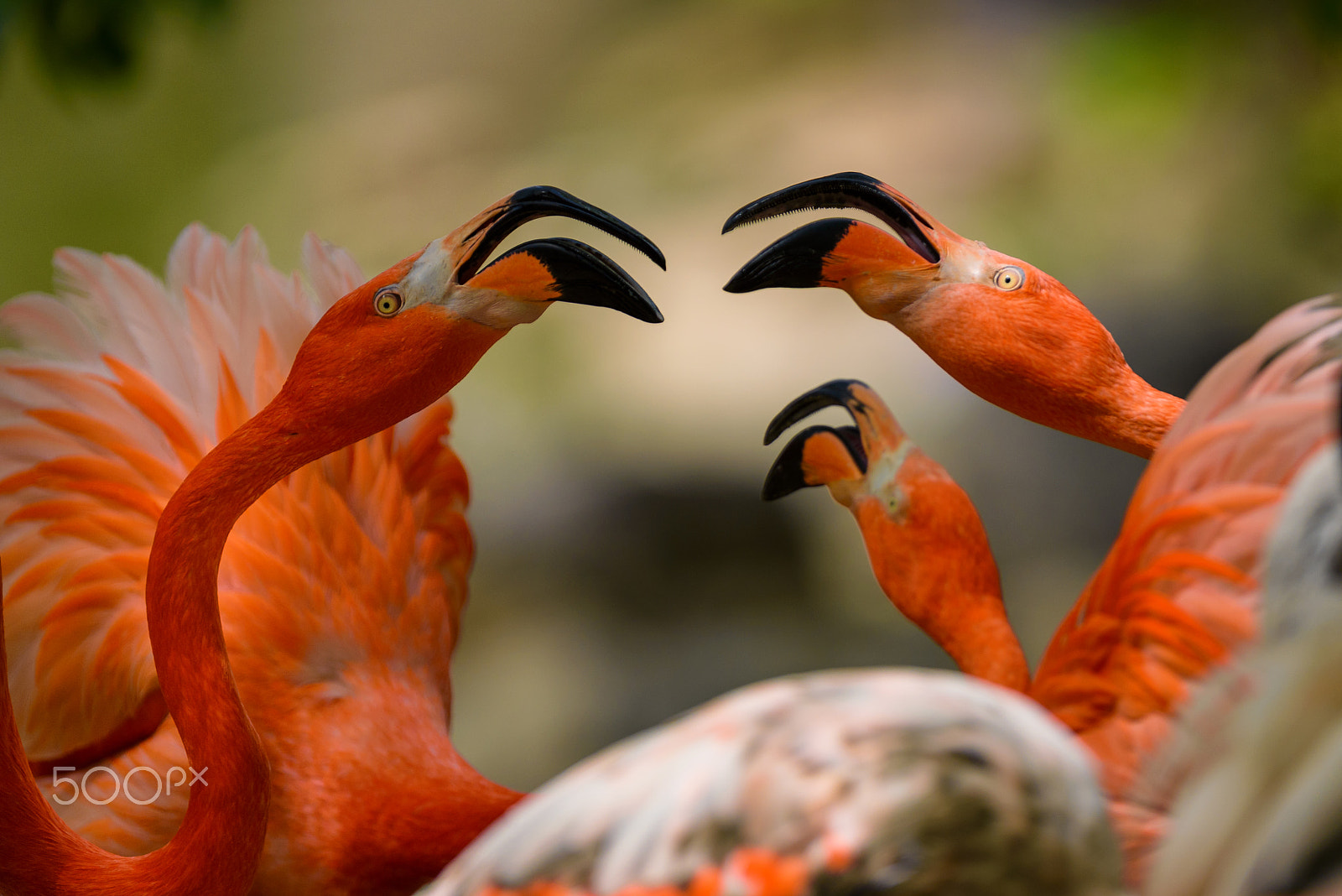 Nikon AF-S Nikkor 600mm F4E FL ED VR sample photo. Fight photography
