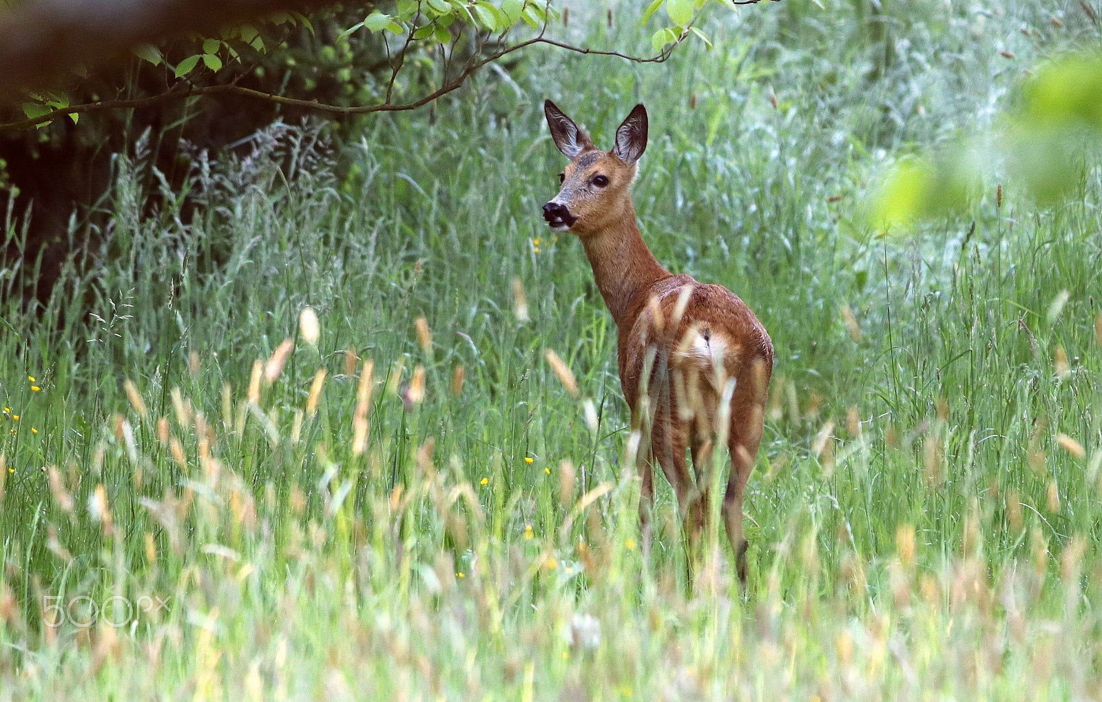 Canon EOS 760D (EOS Rebel T6s / EOS 8000D) + Canon EF 300mm F2.8L IS USM sample photo. Doe photography