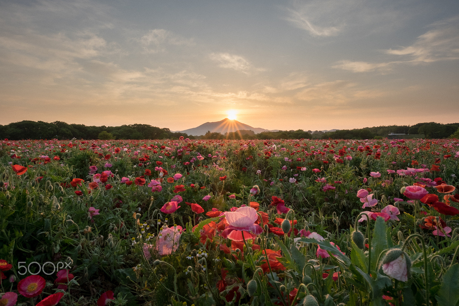 ZEISS Touit 12mm F2.8 sample photo. The poppys in morning sunrise photography