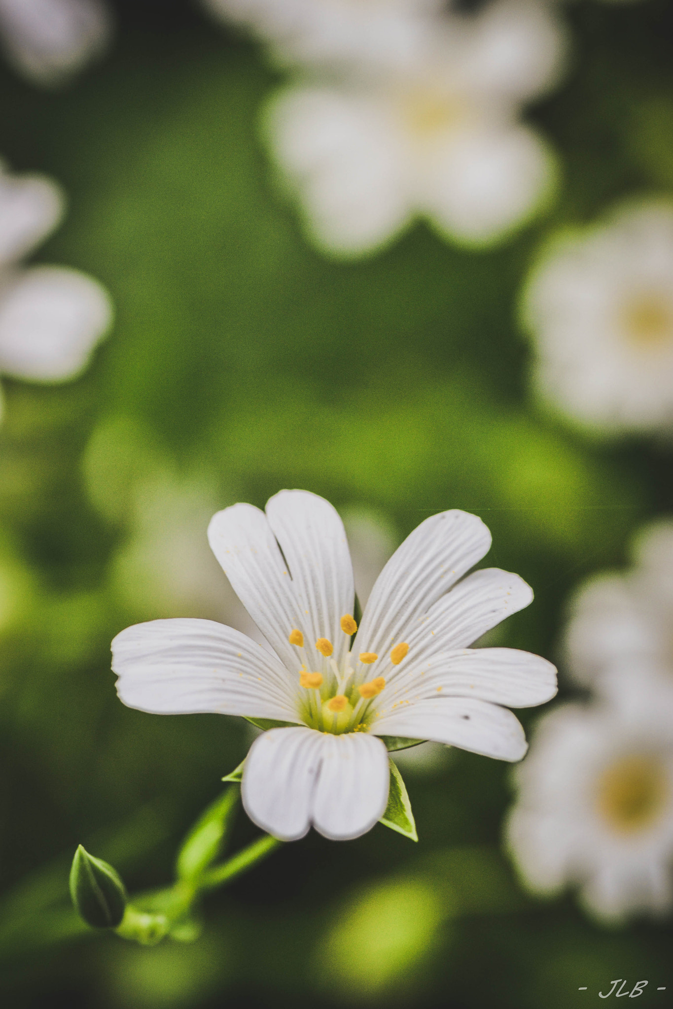 Nikon D3100 sample photo. White flower photography