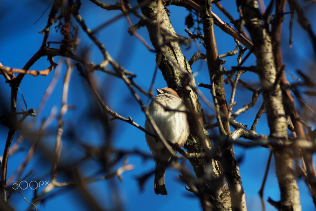 Nikon D5200 + AF Zoom-Nikkor 35-70mm f/2.8 sample photo. Dsc_0391-1.jpg photography