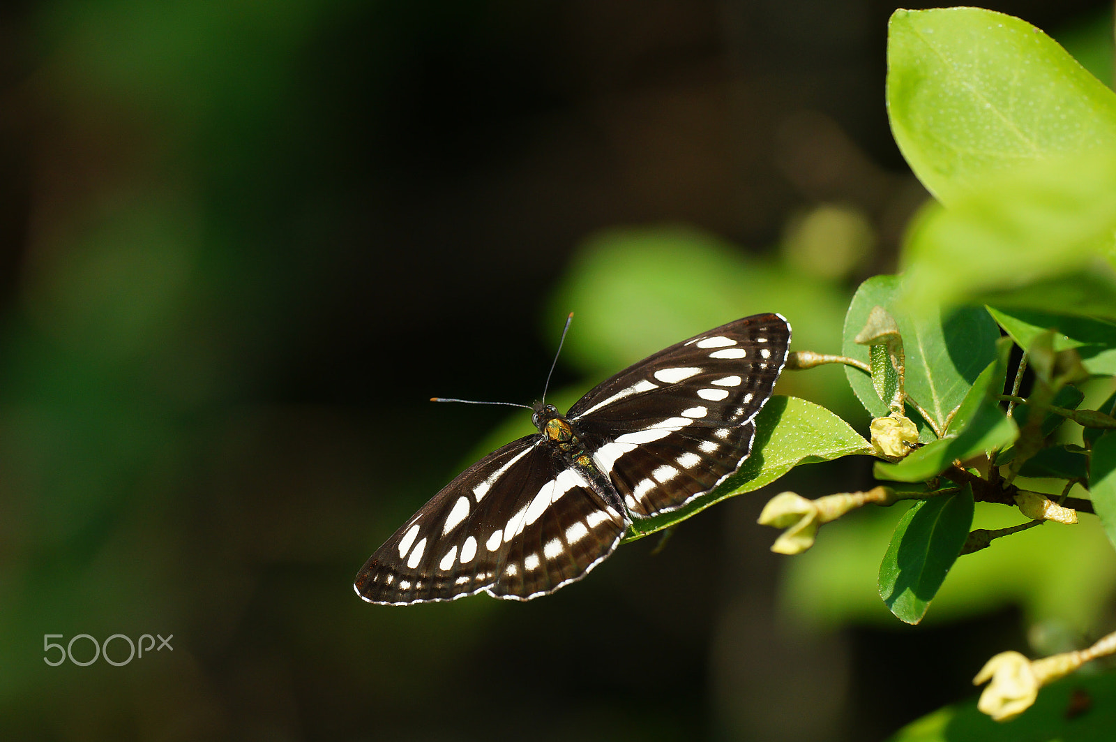 Sony SLT-A57 + Minolta AF 100mm F2.8 Macro [New] sample photo. The common sailer photography