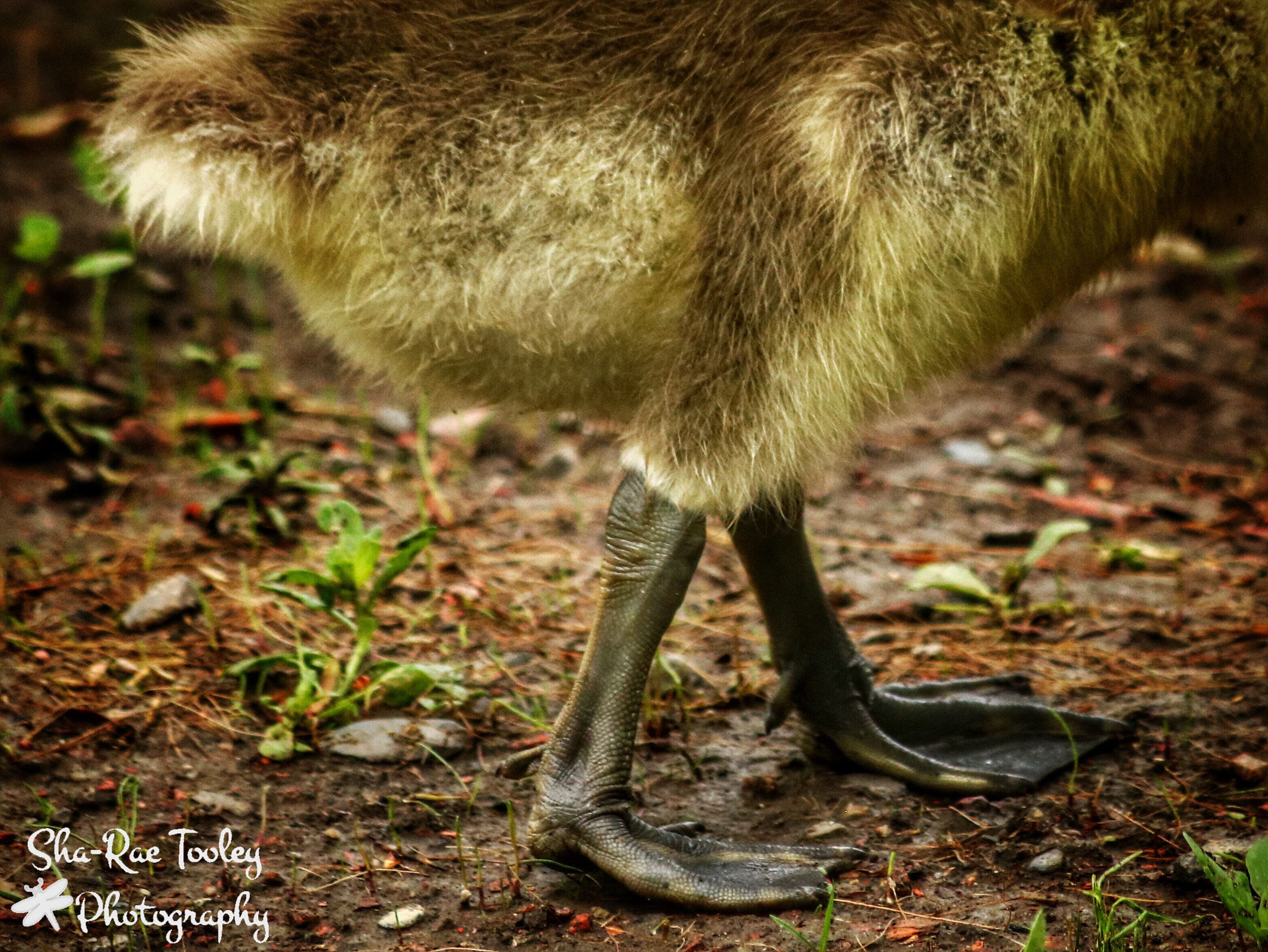 Canon EOS 750D (EOS Rebel T6i / EOS Kiss X8i) + Canon EF 70-300mm F4-5.6 IS USM sample photo. Gosling feet photography