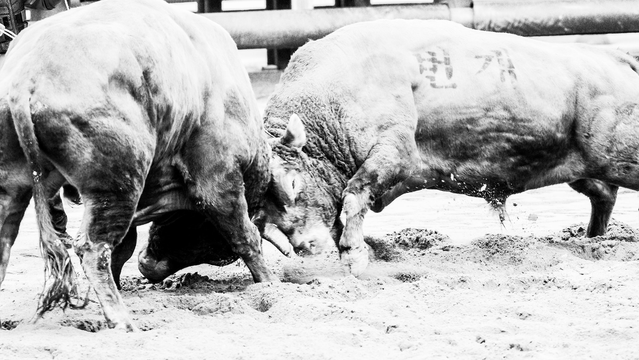 Pentax K-3 + Pentax smc DA* 200mm F2.8 ED (IF) SDM sample photo. Bullfighting photography