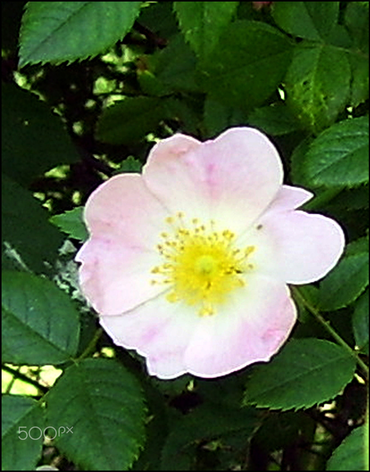 Kodak EASYSHARE C533 ZOOM DIGITAL CAMERA sample photo. Wild rose photography