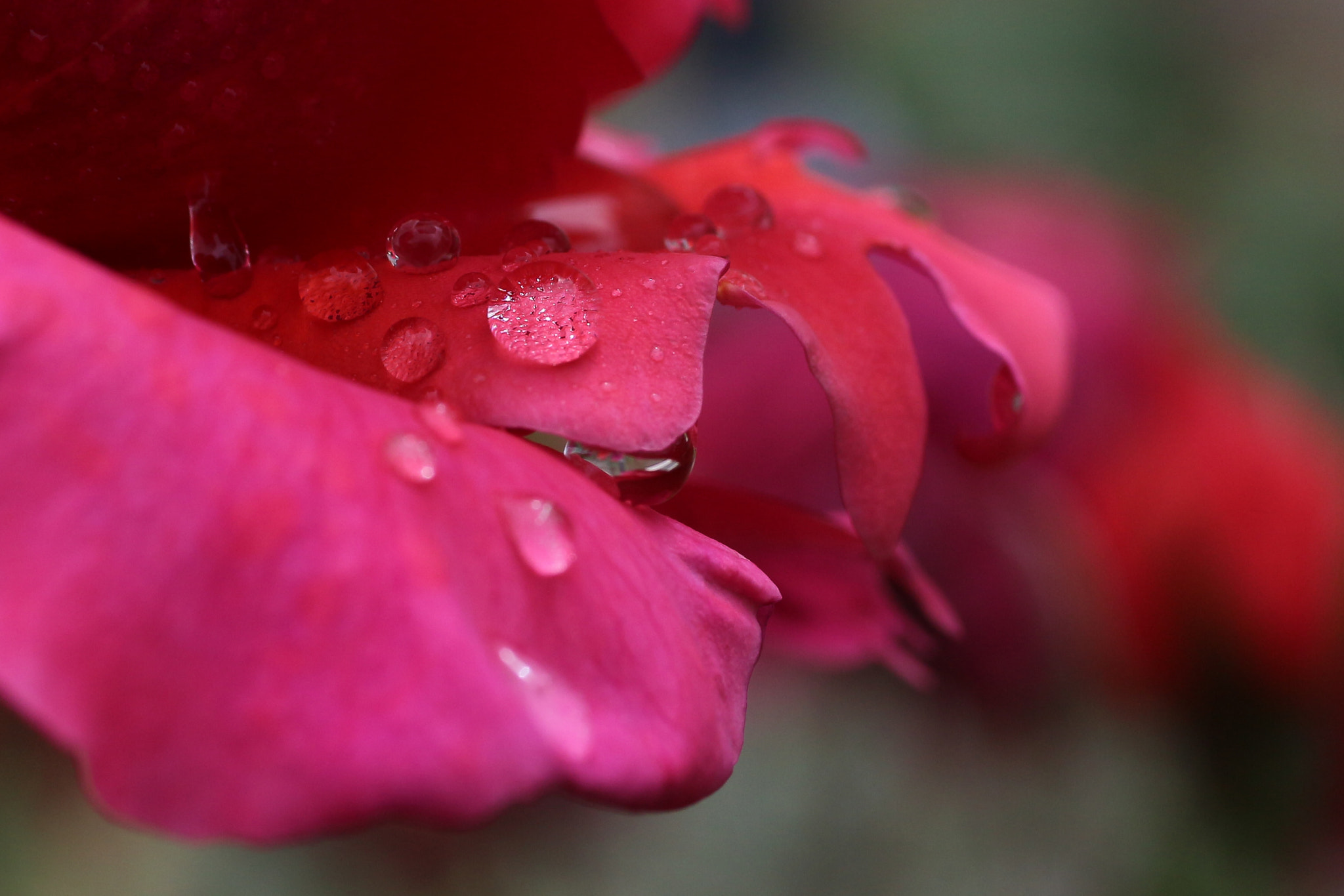 Canon EOS 650D (EOS Rebel T4i / EOS Kiss X6i) + Canon EF 50mm F2.5 Macro sample photo. Rose...after the rain... photography