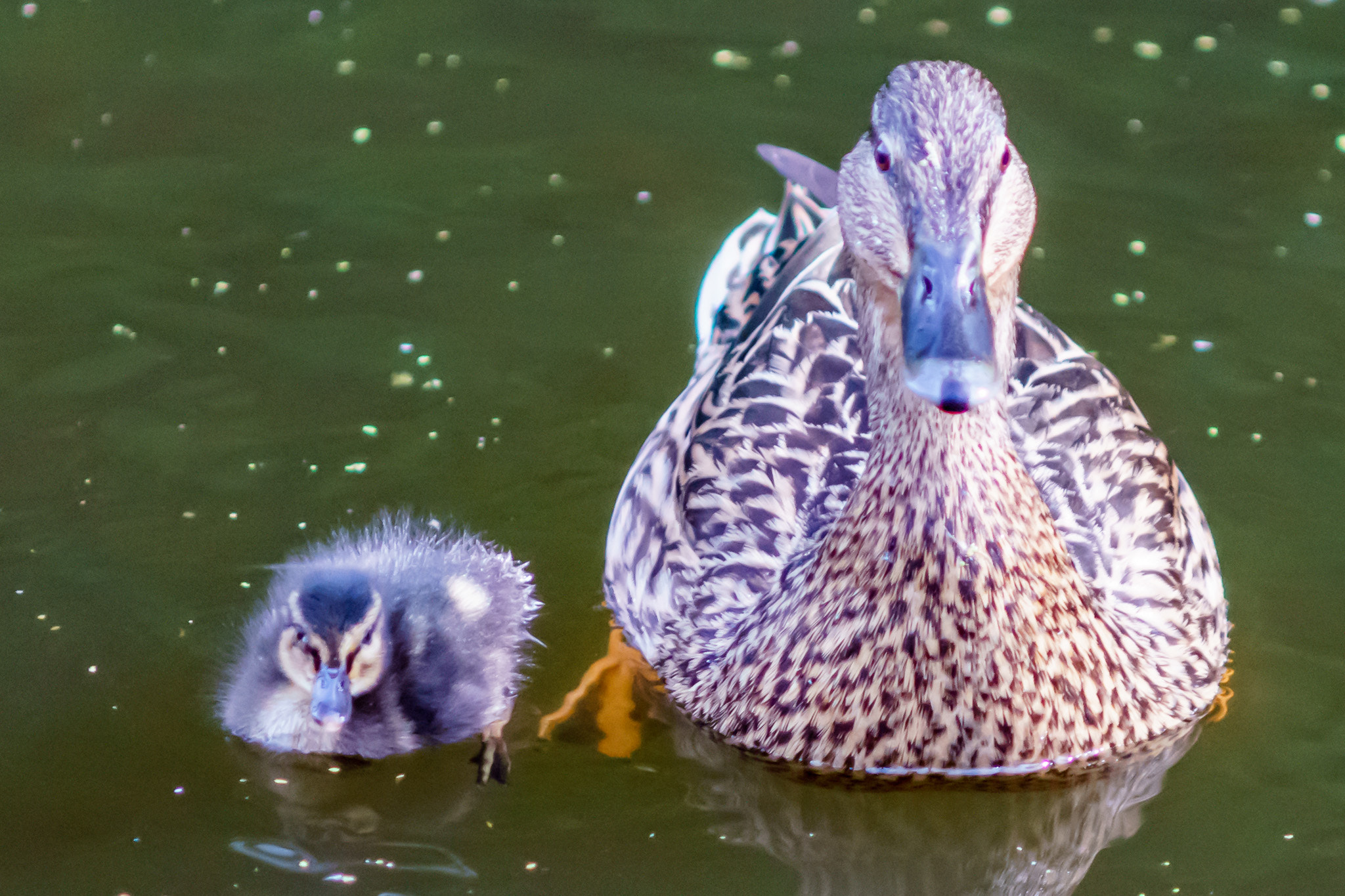 Sony a7 + Minolta AF 70-210mm F4 Macro sample photo. Mallard duck and duckling photography