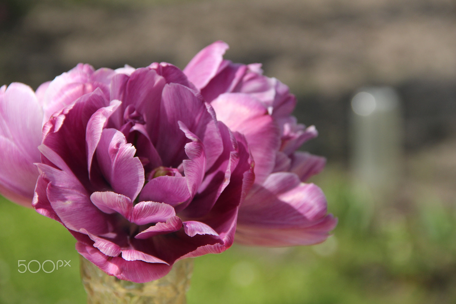 Canon EF-S 18-135mm F3.5-5.6 IS sample photo. Violet flower photography
