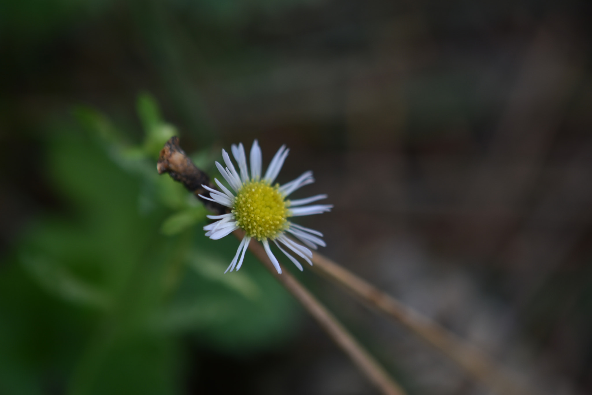 Nikon AF-S DX Micro-Nikkor 85mm F3.5G ED VR sample photo. Dsc_2016.jpg photography