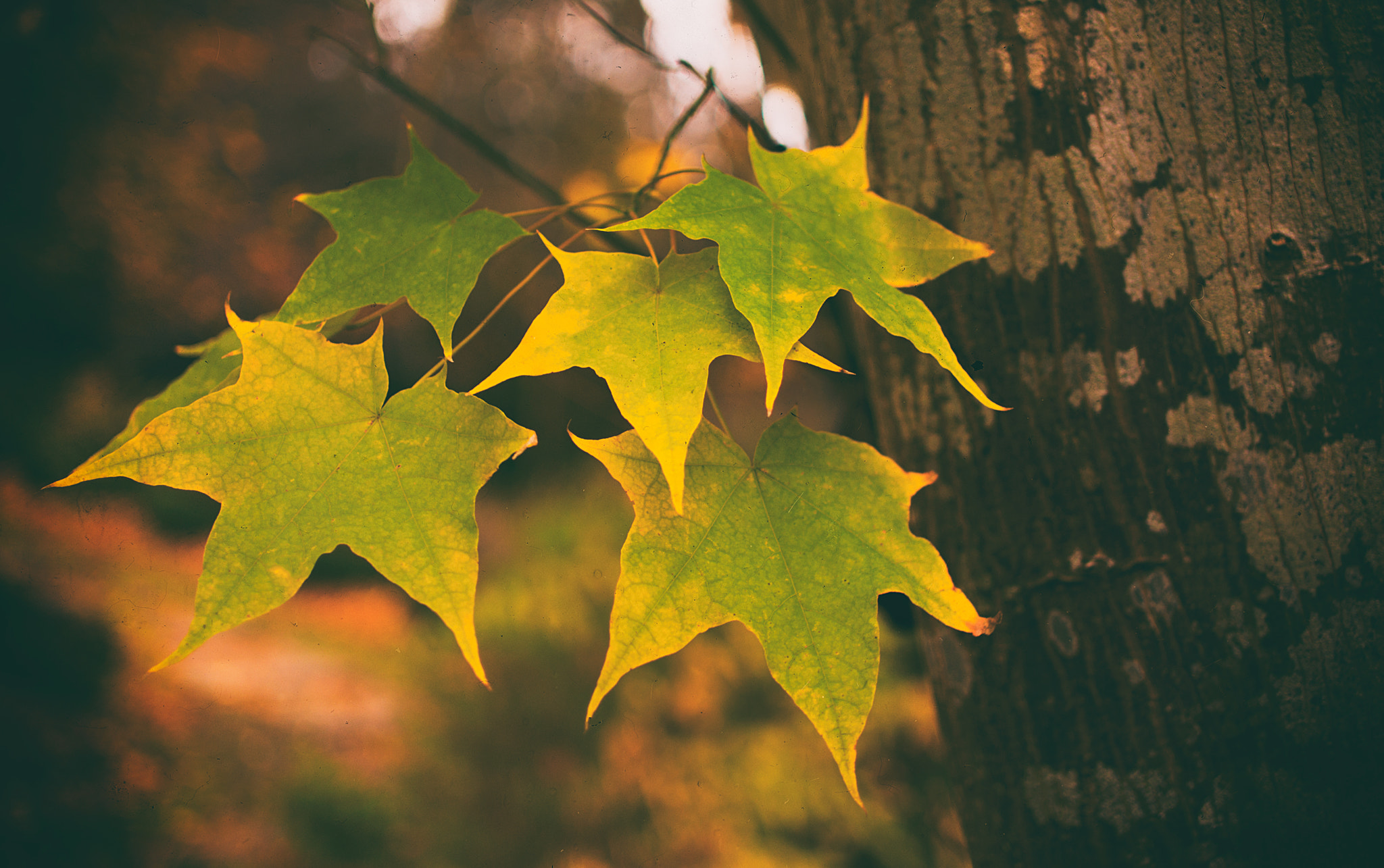 Sony Alpha NEX-7 + E 32mm F1.8 sample photo. Leafs photography