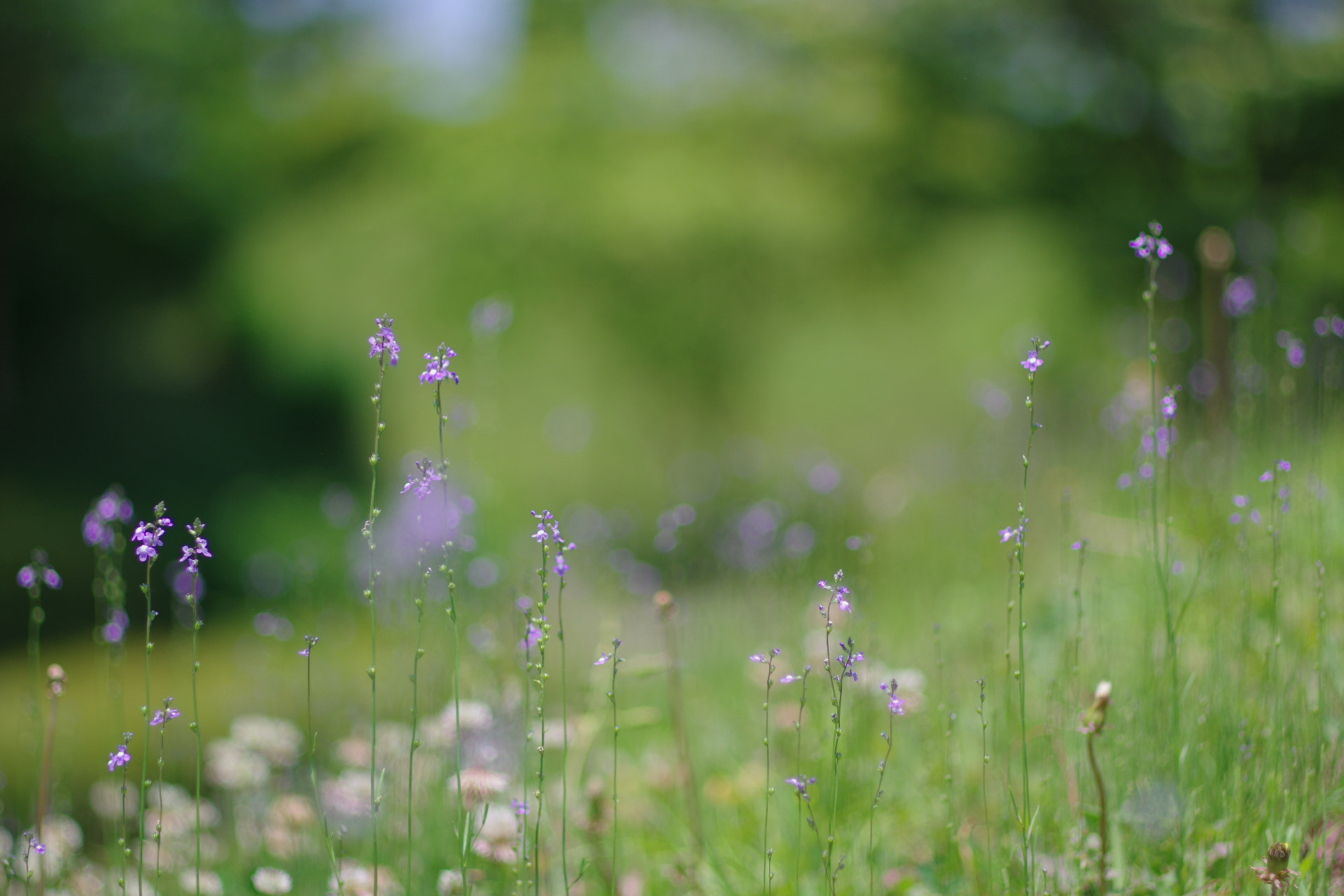 Pentax K-3 + Pentax smc FA 77mm 1.8 Limited sample photo. Afternoon photography